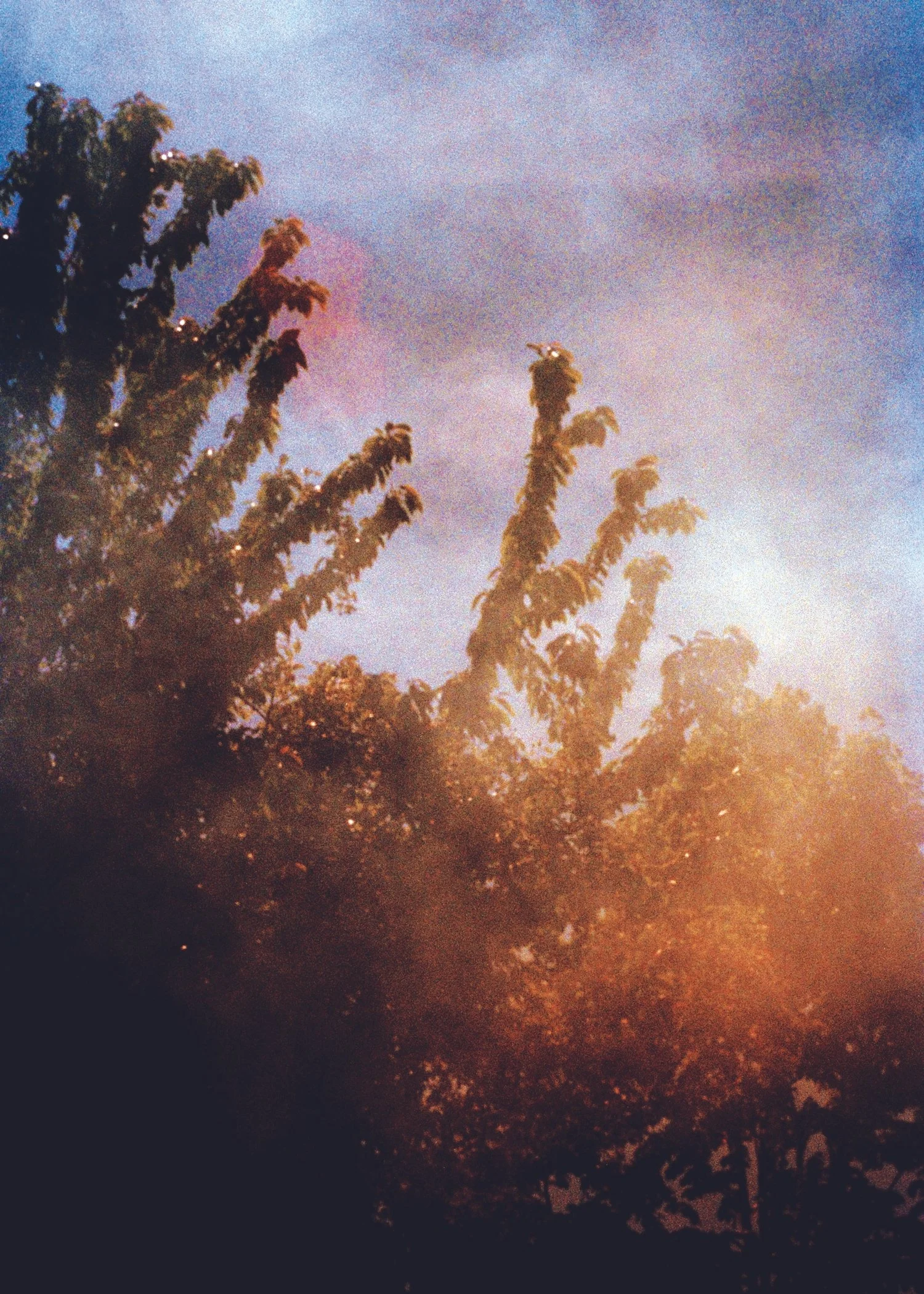 trees in the smoke zine.jpg
