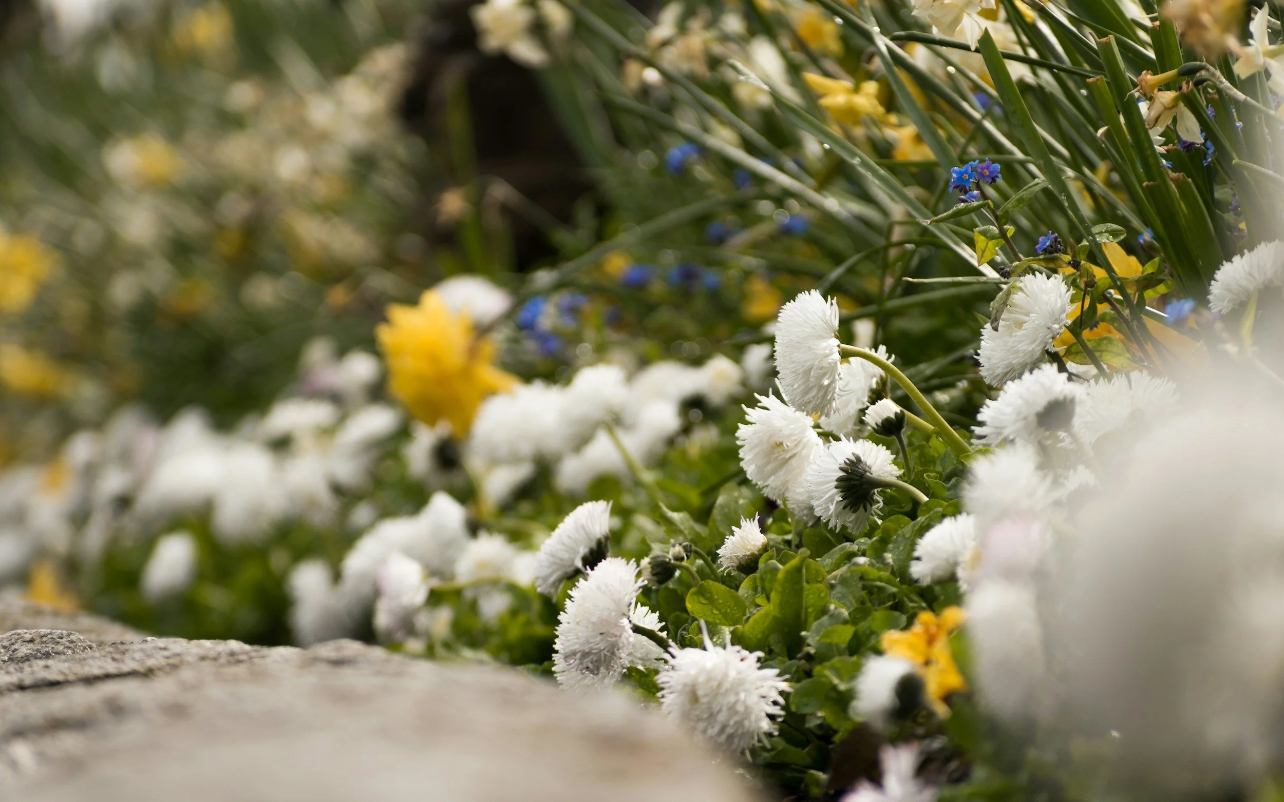 landscape photo with multi colored flowers