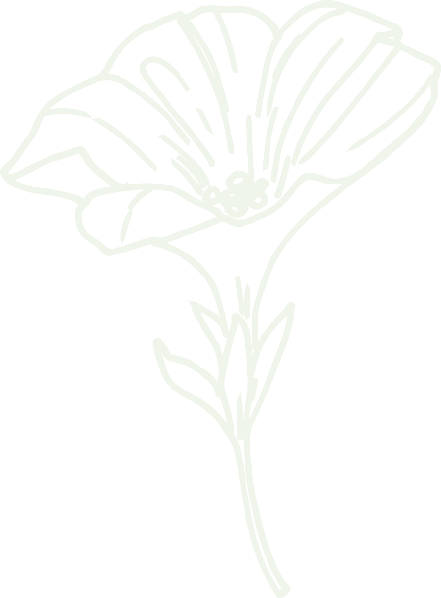 Line drawing of a flower with large petals and stem, with leaves and small buds.