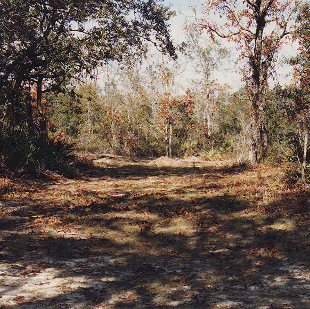 A dirt path through a wooded area with trees and underbrush, with autumn leaves on the ground and some in the trees.