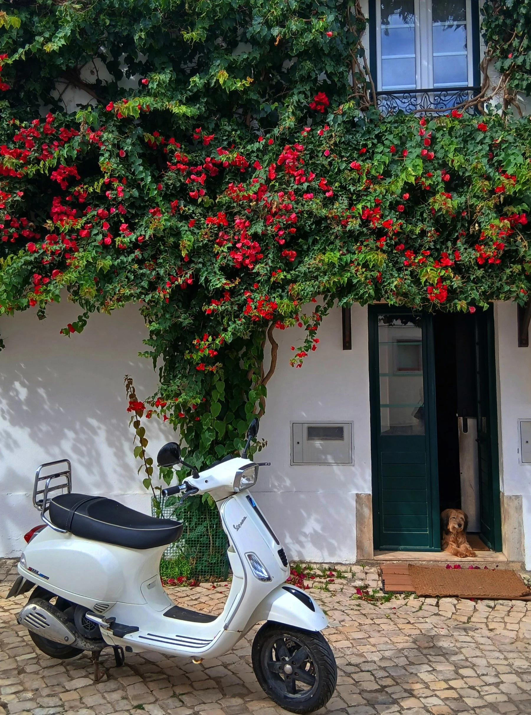 Golden corners of Sintra ✨
A white Vespa, bougainvillea in full bloom, cobblestone streets, and a sleepy dog guarding the doorway &mdash; the kind of scene that makes photo walks here feel like stepping into a postcard. 🇵🇹📸

Every turn in Sintra s