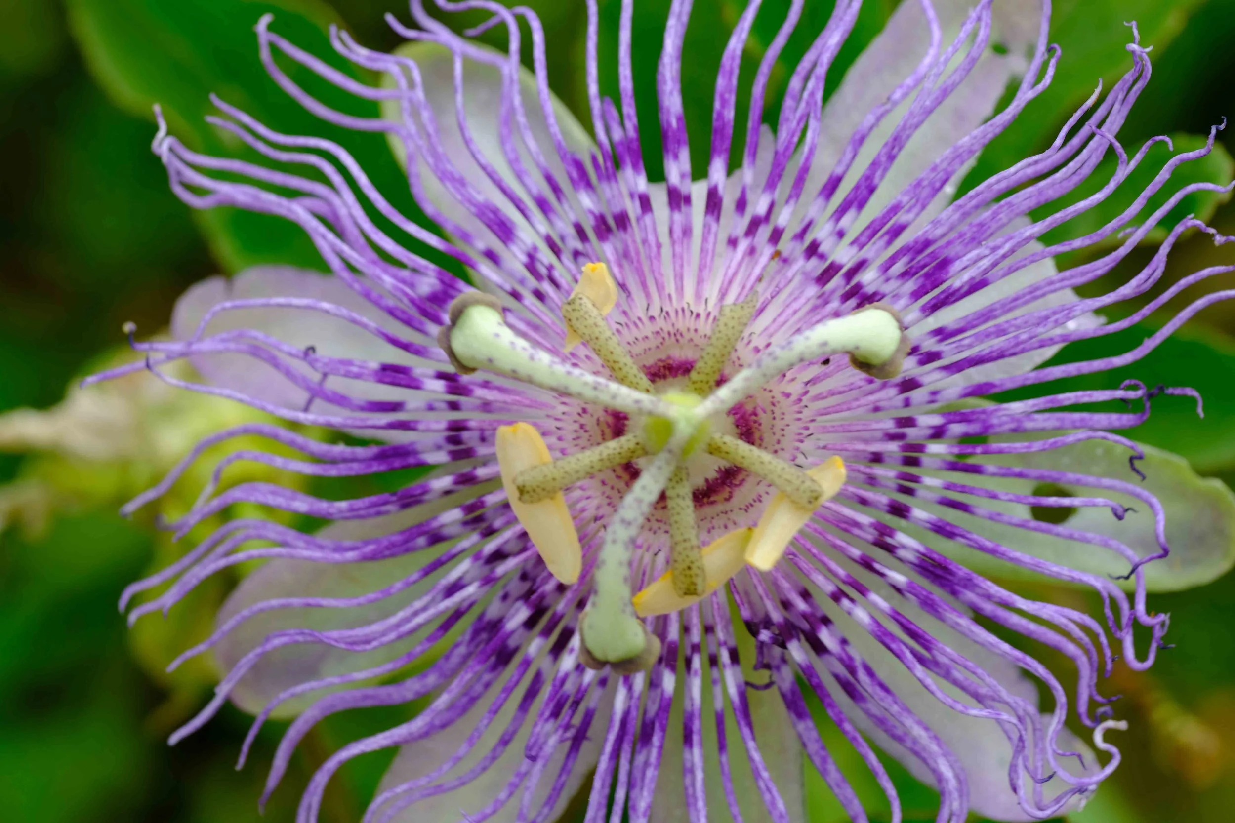 Passion flower blossom