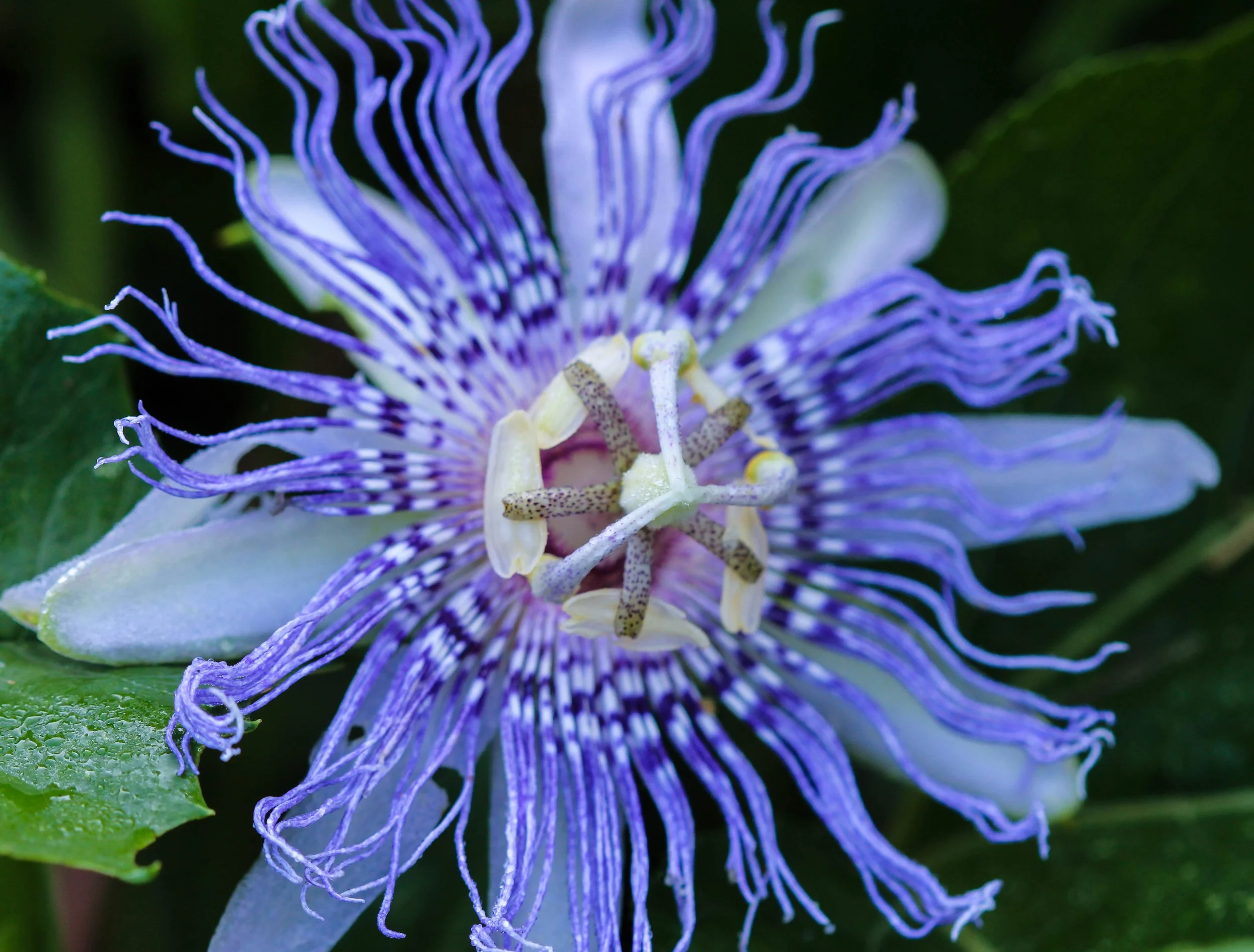 Passiflora flower