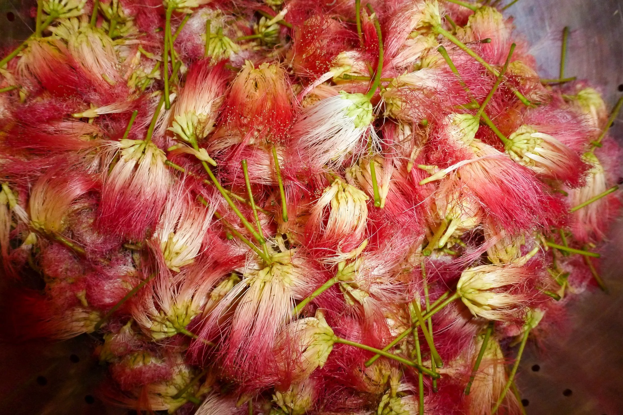 Albizzia flower harvest