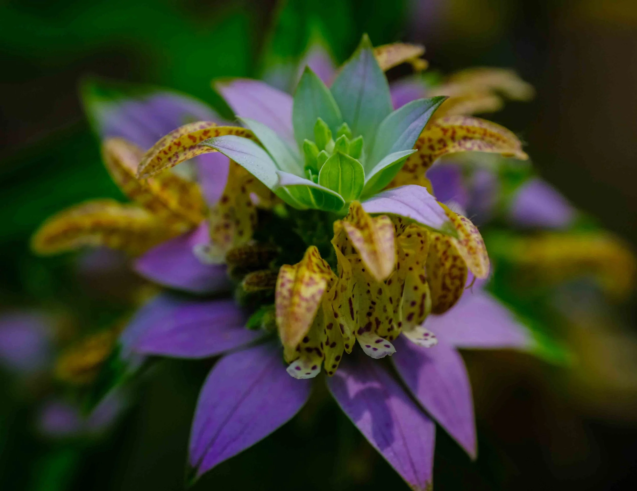 Monarda flower