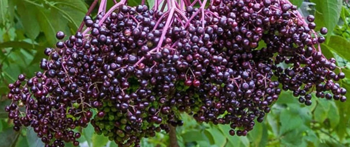 Elderberry growing wild