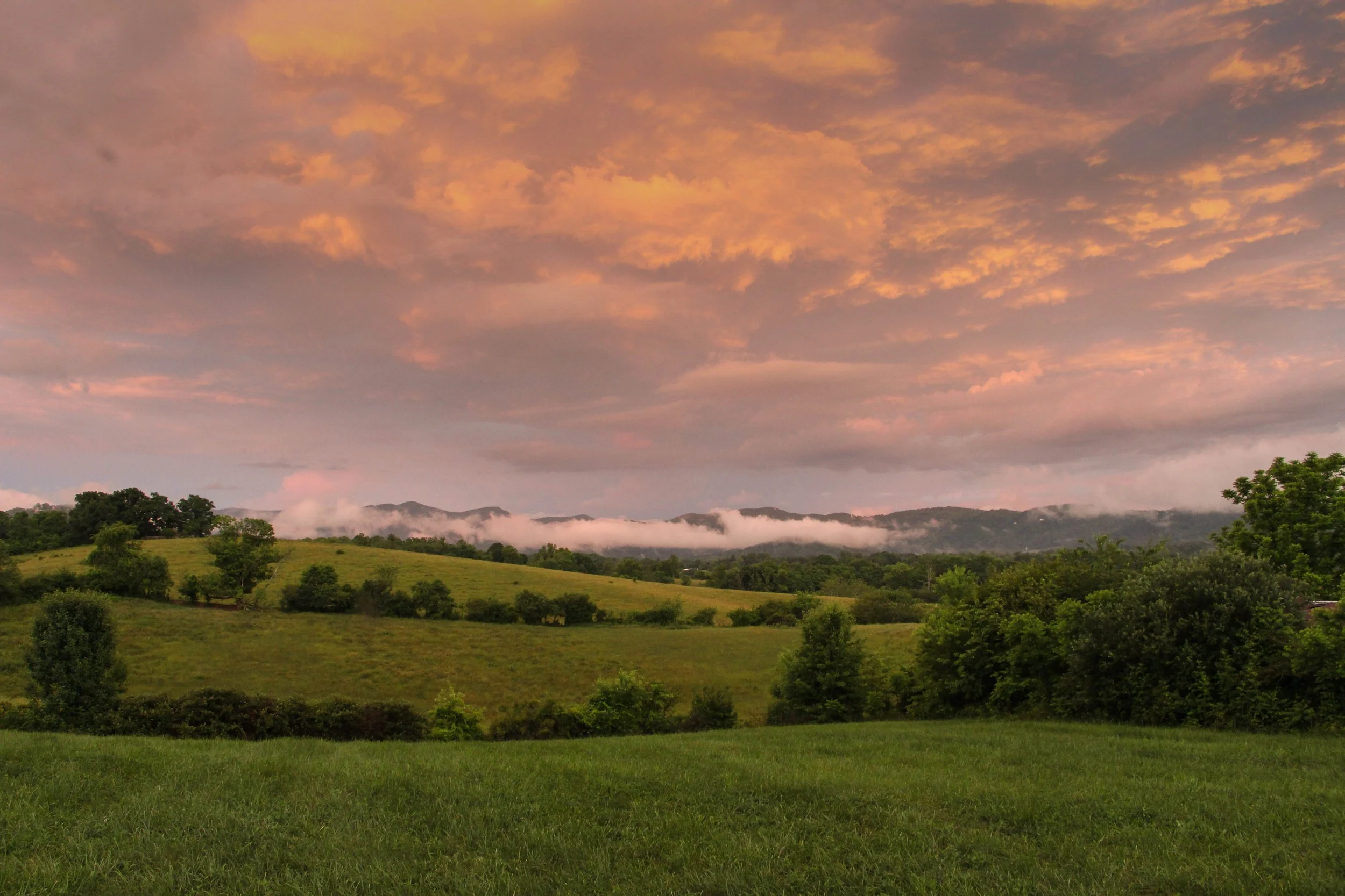 Explore Herbal Medicine Programs Blue Ridge School of Herbal Medicine