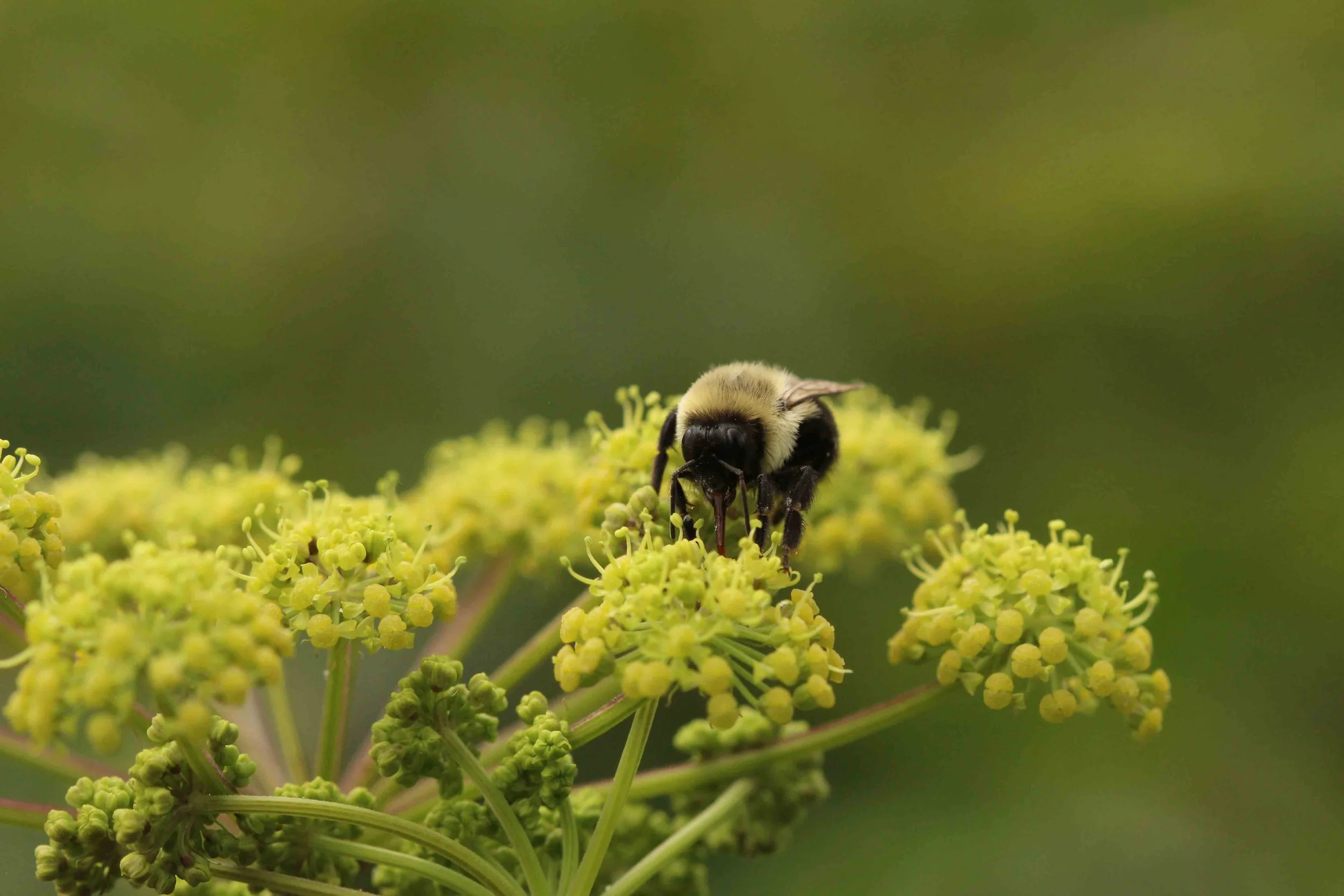 Bee pollinating an angelica flower