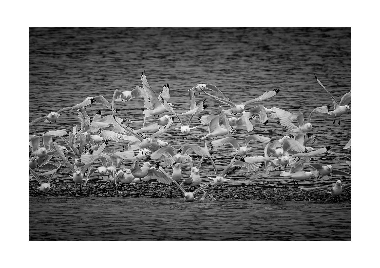 preview_fd56ab30_d9ef7965.jpg
