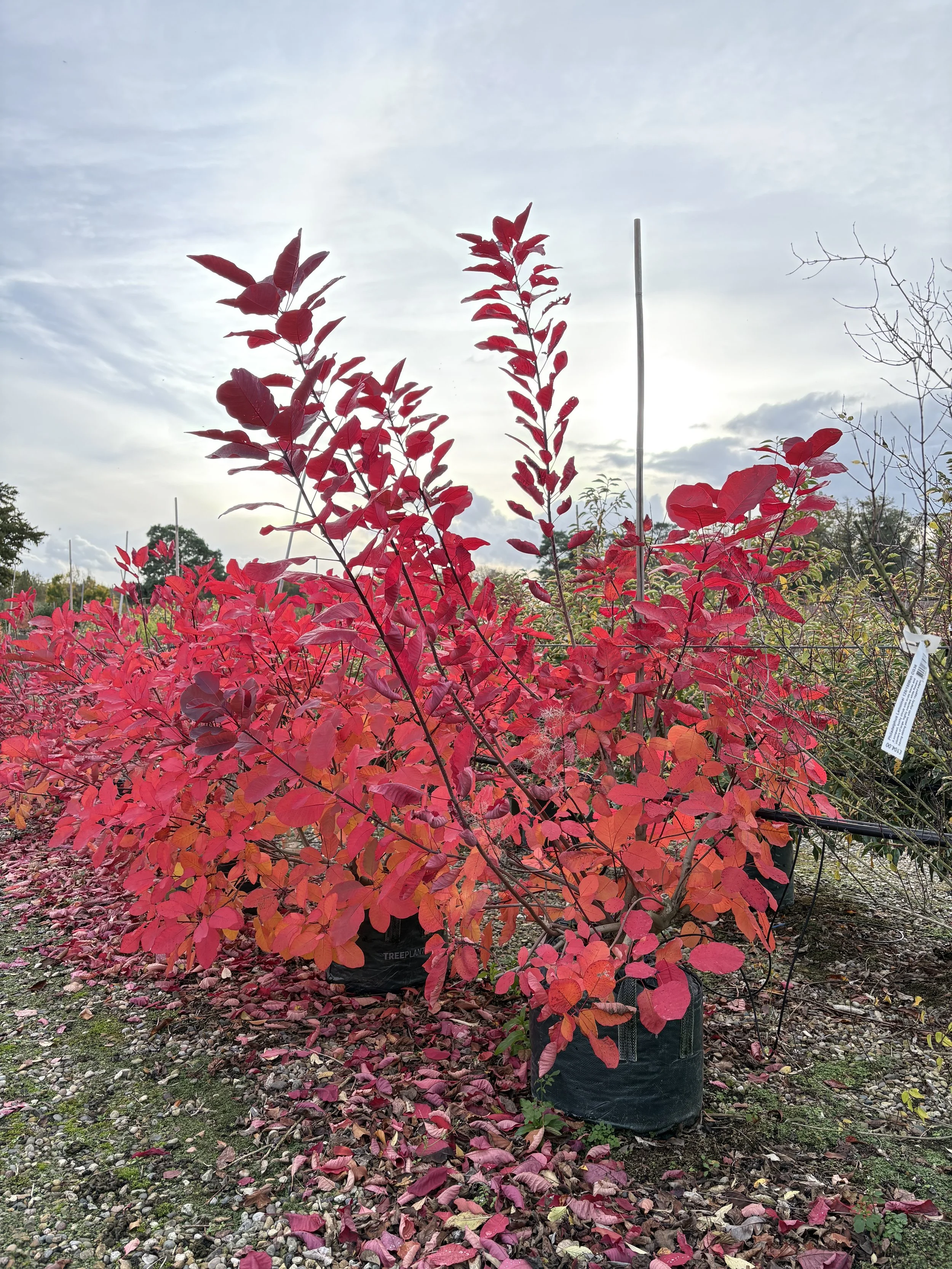 A Visit to Wykeham Mature Plants
