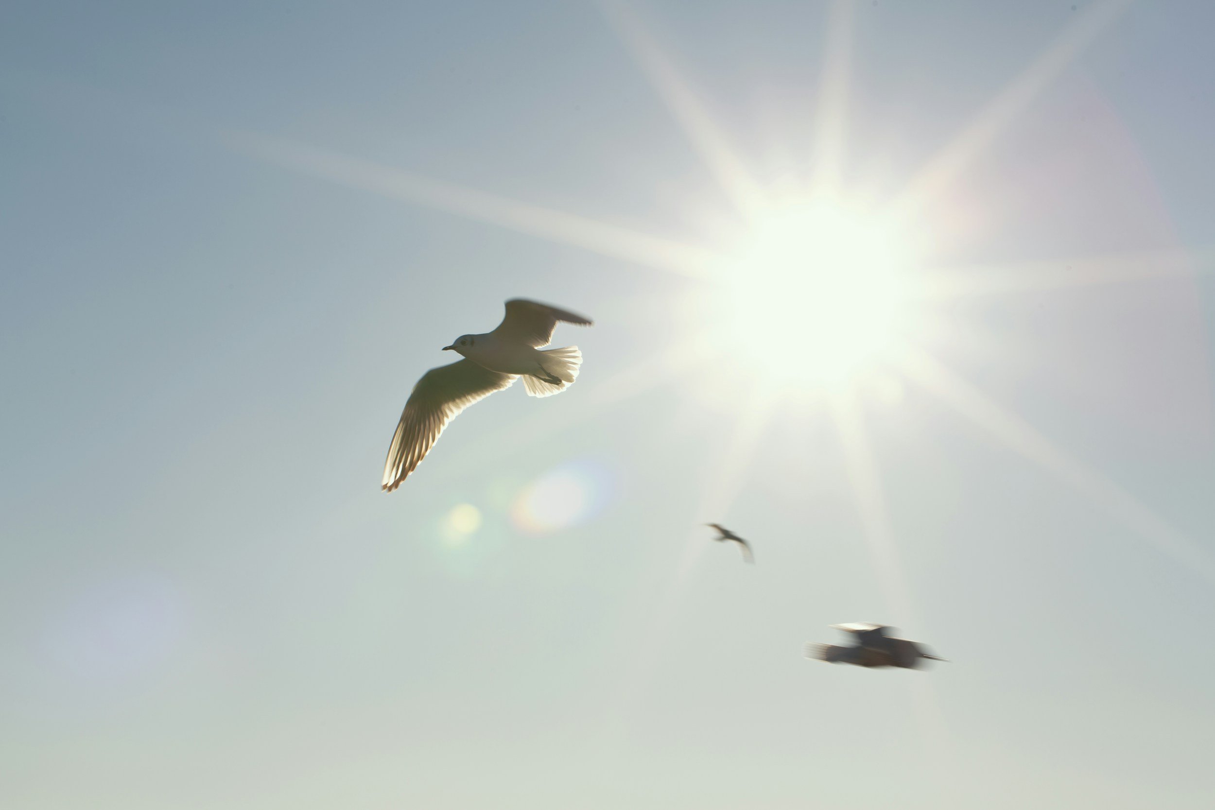 Seagulls flying in the sky with the sun shining brightly.