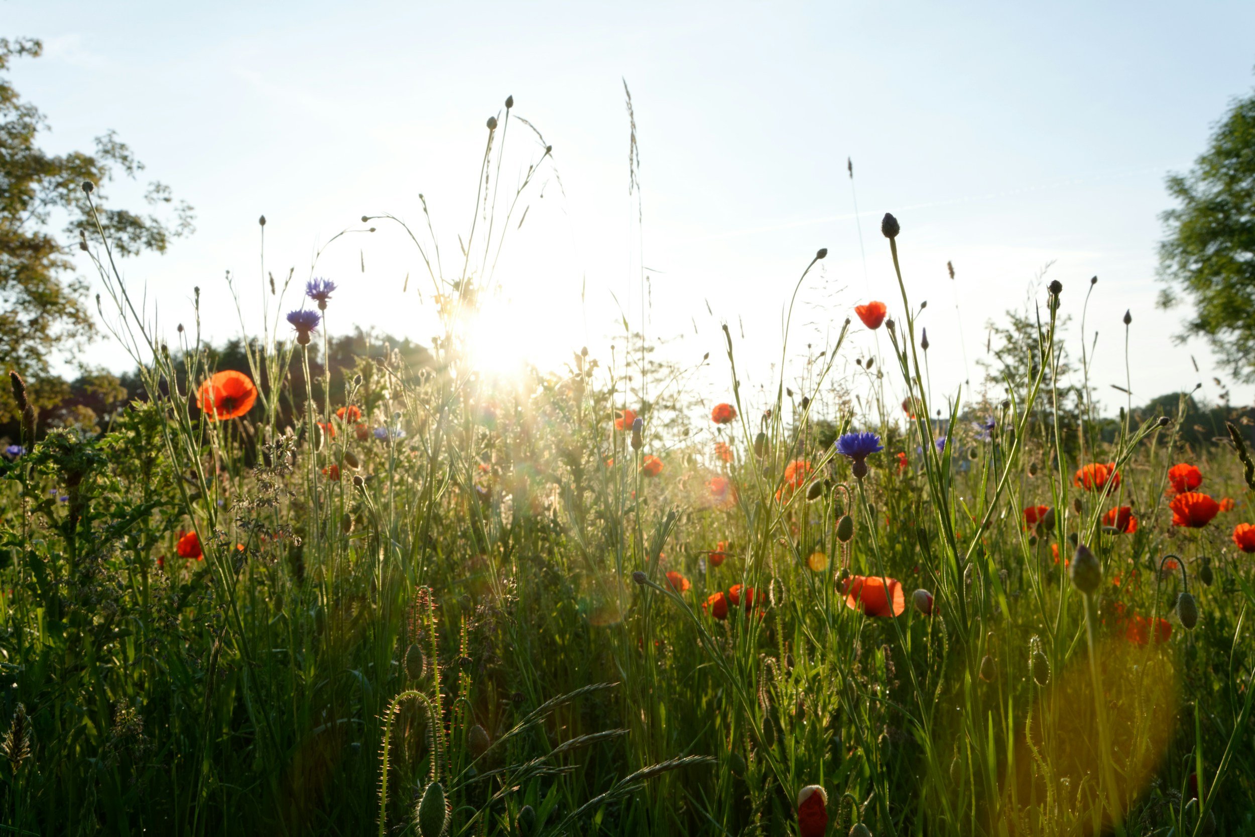 A field of wildflowers including red poppies and purple cornflowers, with sunlight shining through and trees in the background.