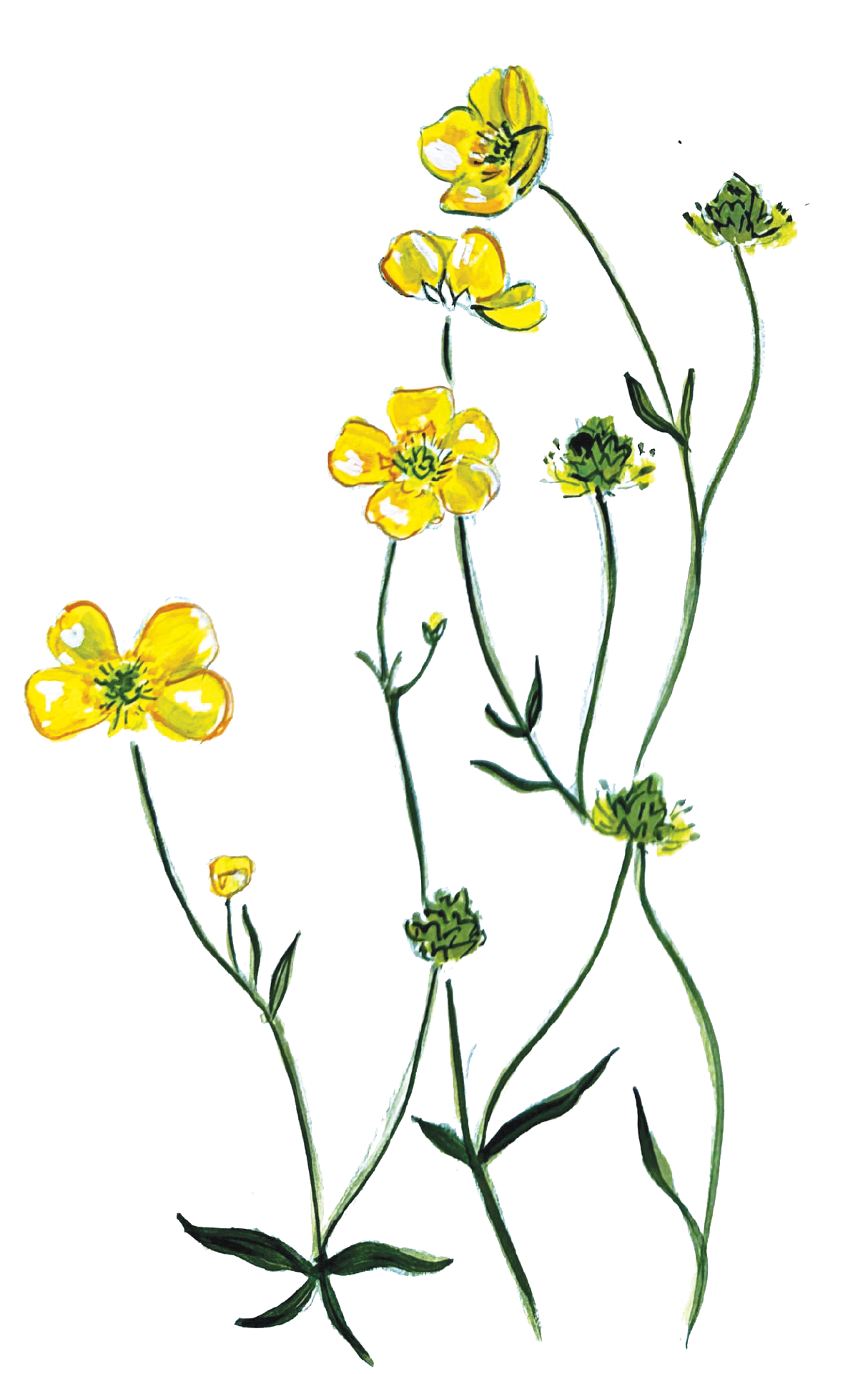 Illustration and painting