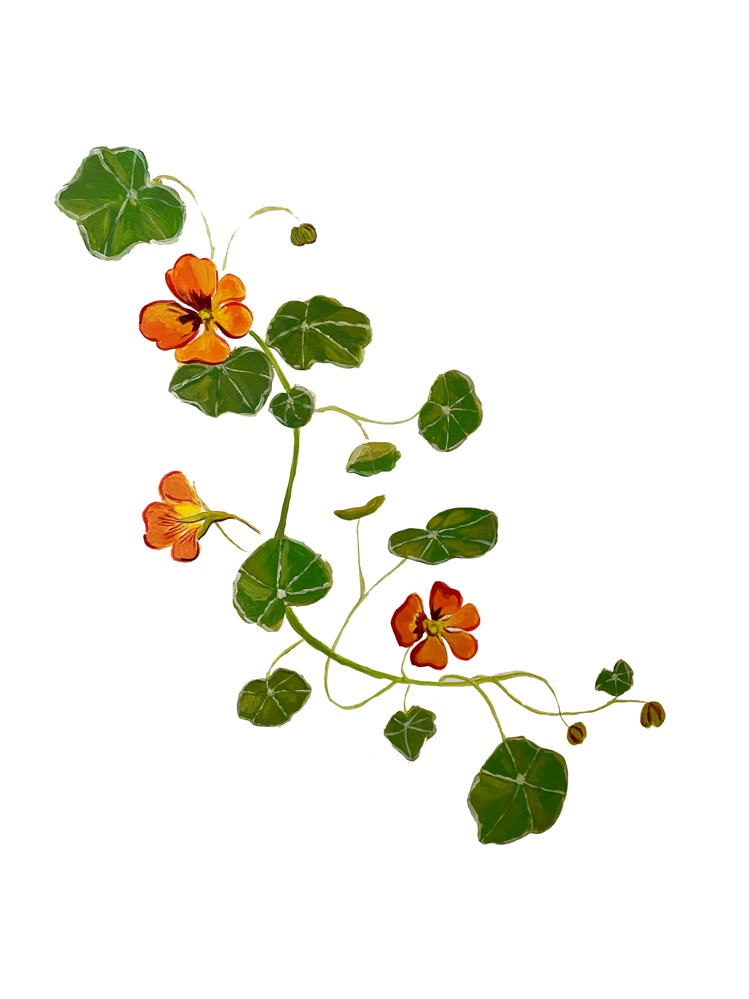 kpstudio_nasturtium.png