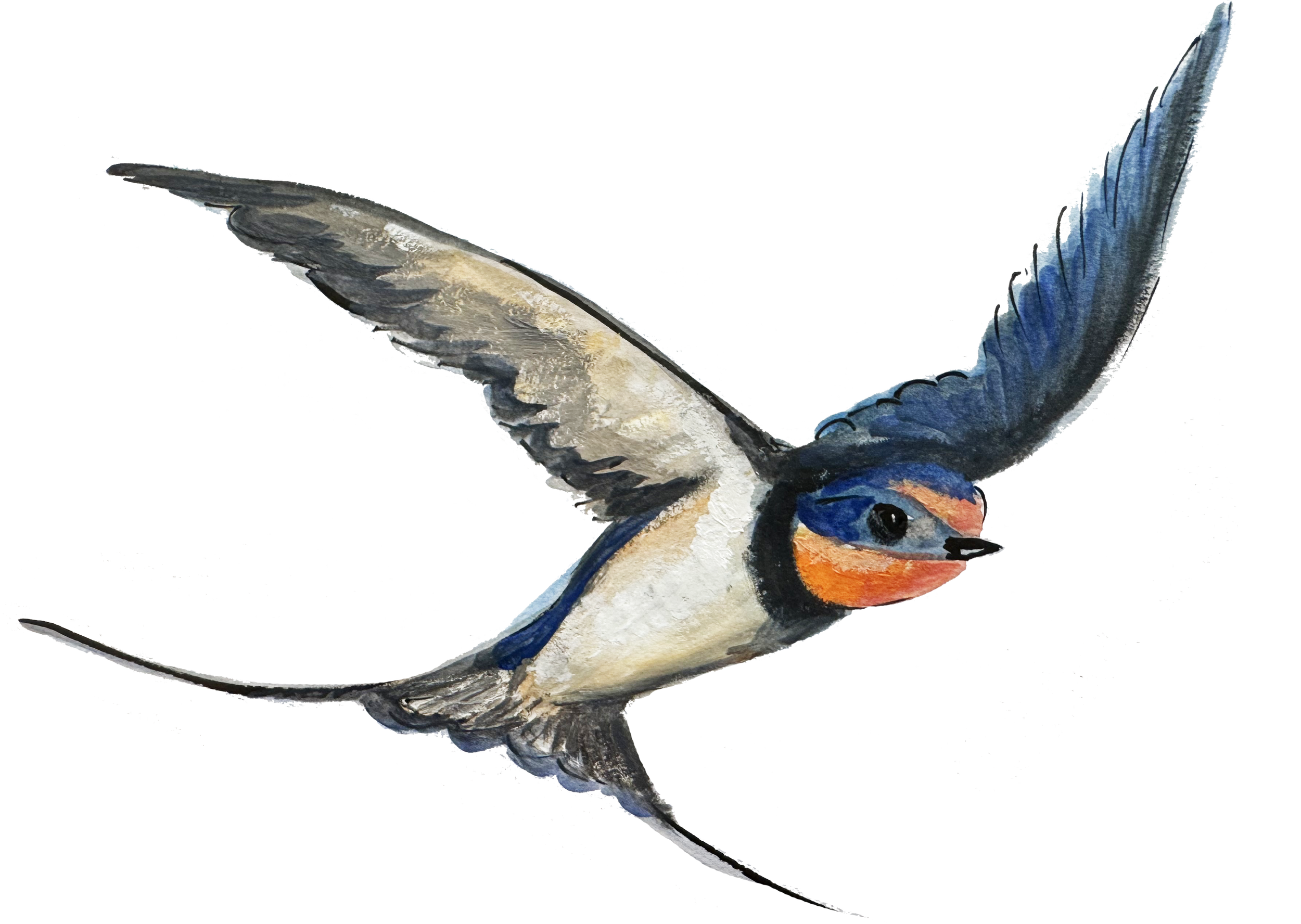 Watercolor painting of a bird, possibly a puffin, with black and white body, orange beak, and blue accents on wings and head, facing to the right with wings spread.