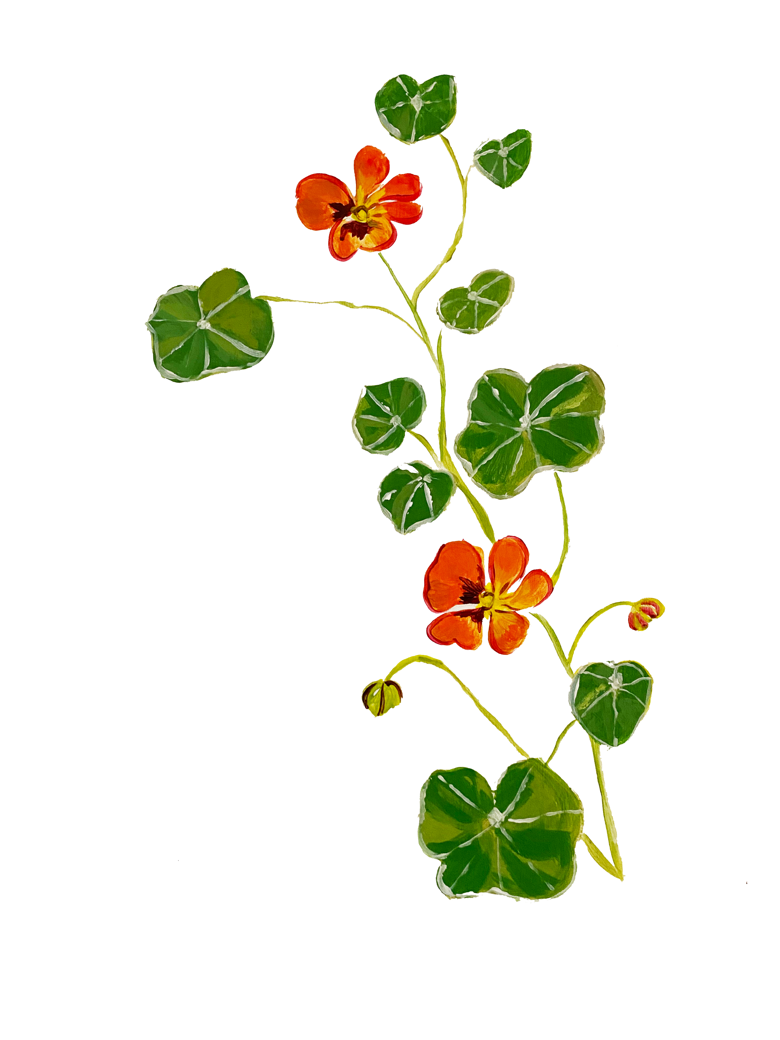 A vertical stem of nasturtium with green ivy leaves and orange flowers growing alongside it.