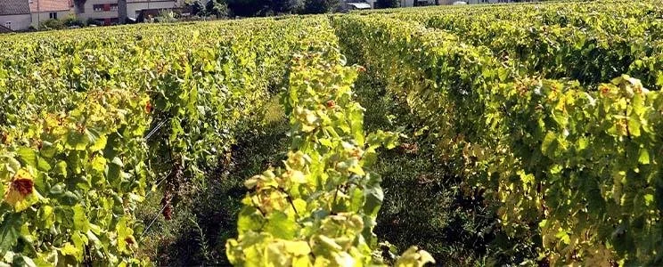 Vineyard_3.jpg