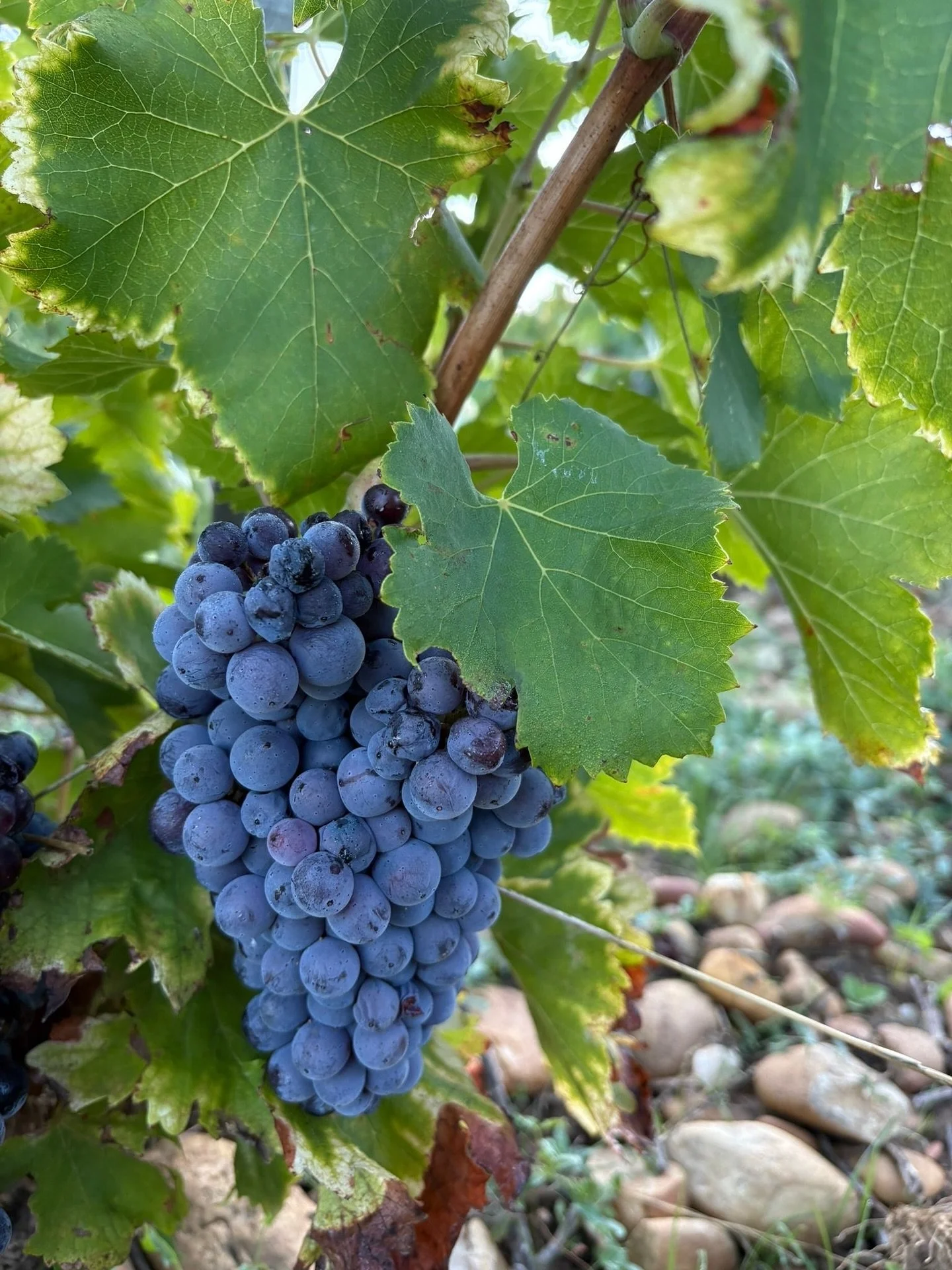 Epic Journeys - The Ultimate Experience Provider 🍇🤝🏼

Find out more on our website in our bio!

#epicjourneys #TheUltimateExperienceProvider #winetravel #winetasting #travel #bespoketravel 🍇