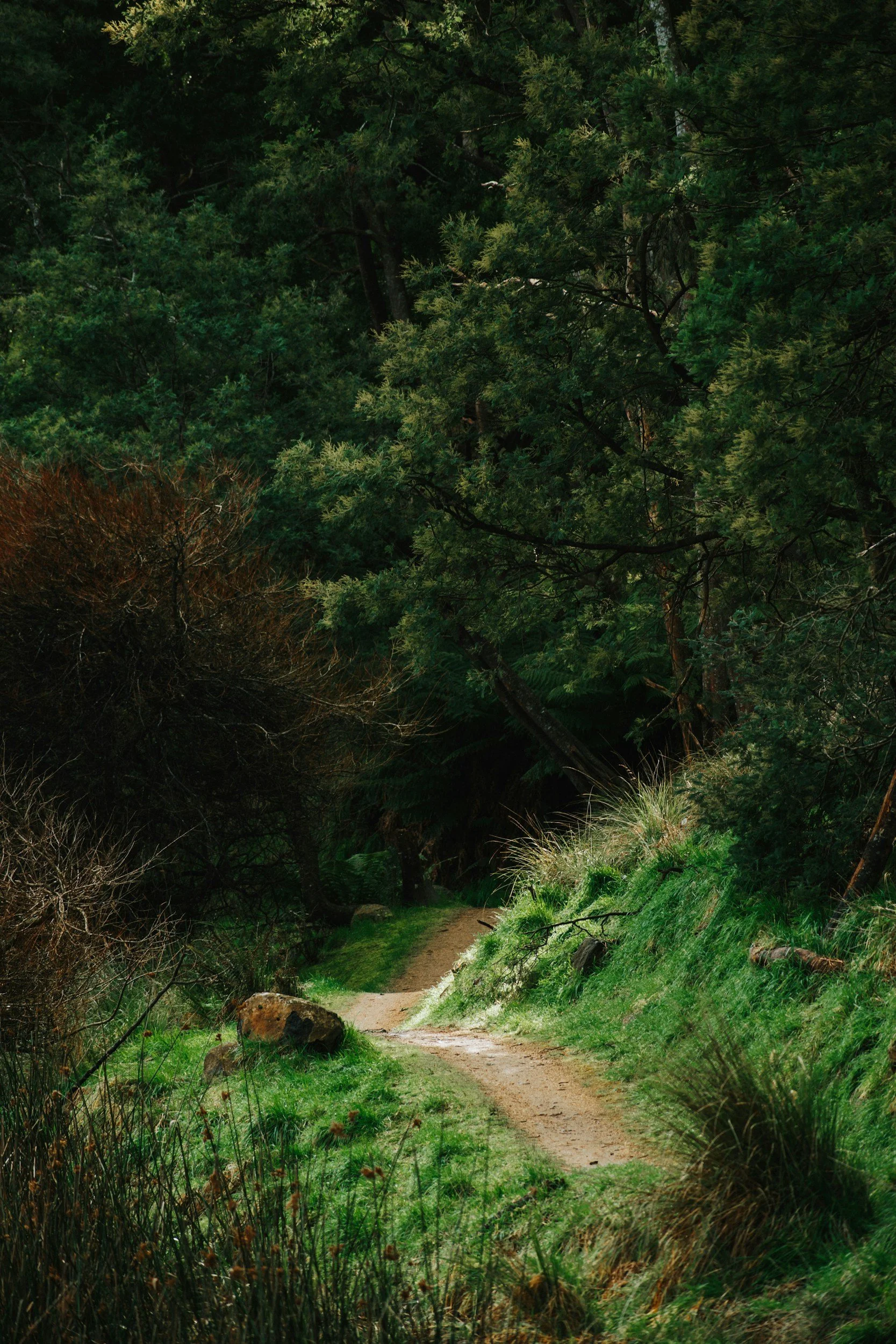 A dirt trail winding through a lush green forest with various trees and plants along the sides.