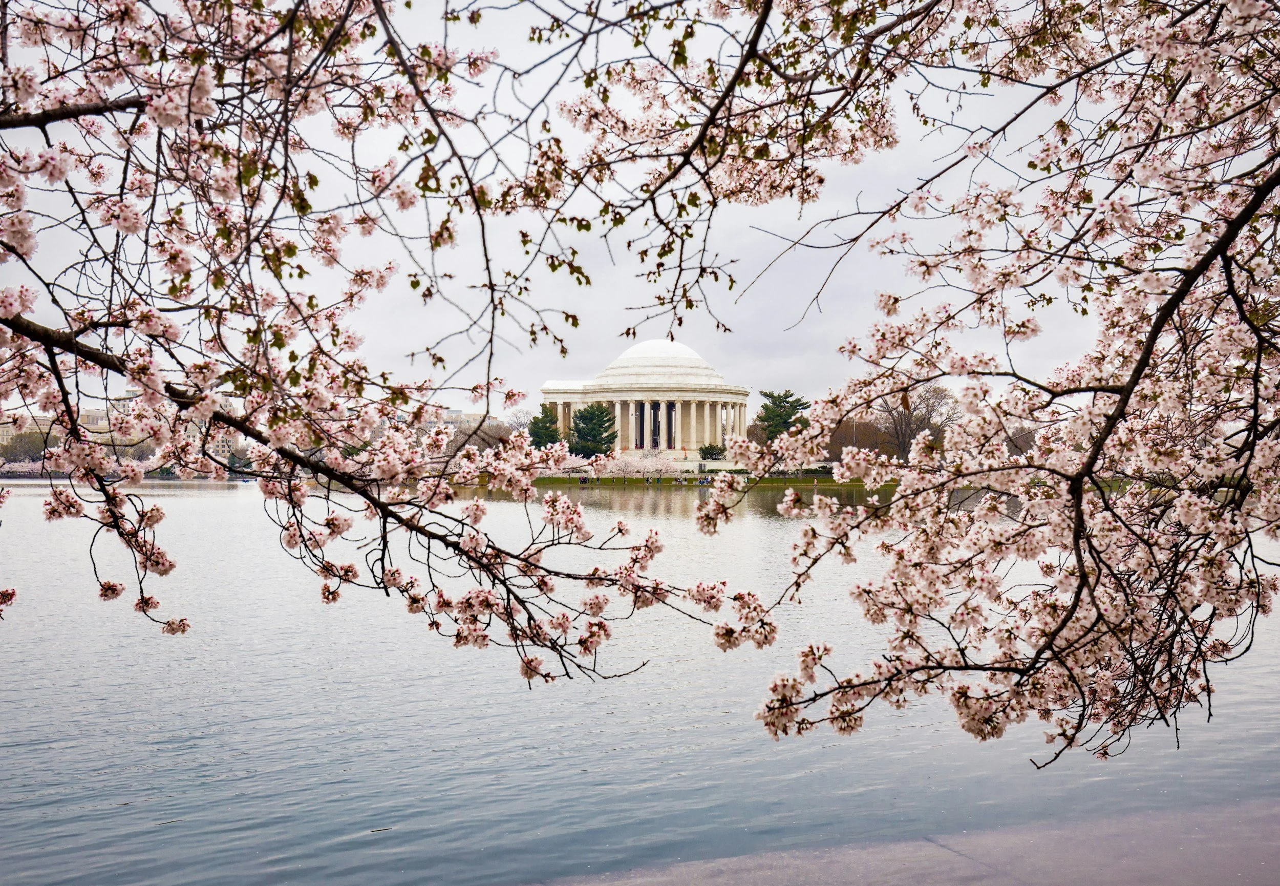 Cherry blossom trees with pink flowers over a lake, with the Lincoln Memorial in the background in Washington, D.C.