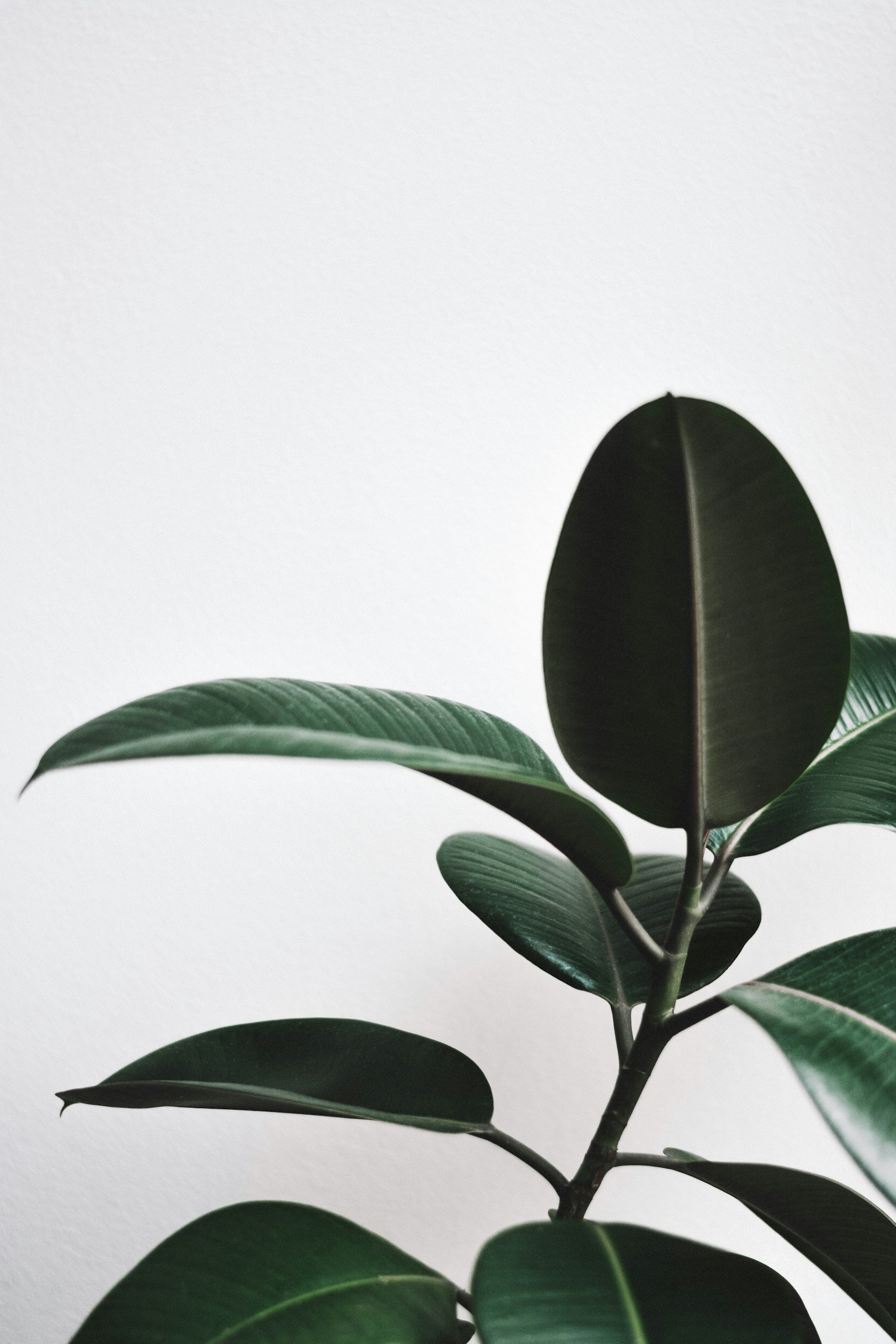 Close-up of dark green, glossy rubber plant leaves against a plain white background.