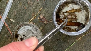Cedar River Stream Sampling - 6.webp