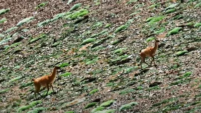 guanaco.webp