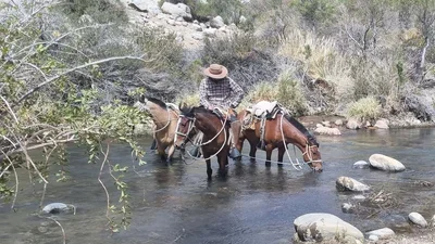 Horses-drinking.webp