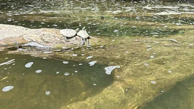 Little-Forks-Cleanup-turtles-23.webp