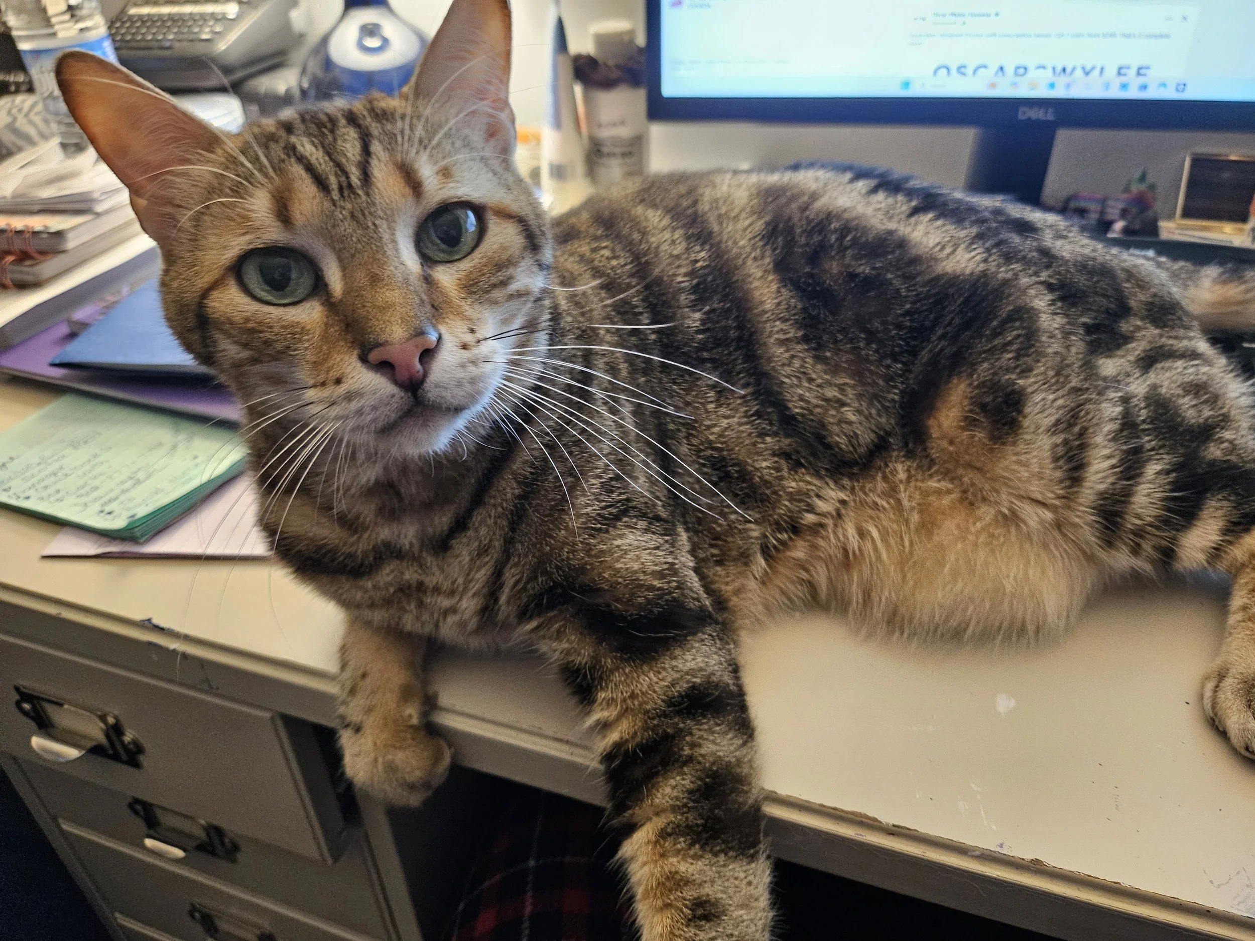 Tabby cat with green eyes lying on cluttered desk in front of computer monitor.
