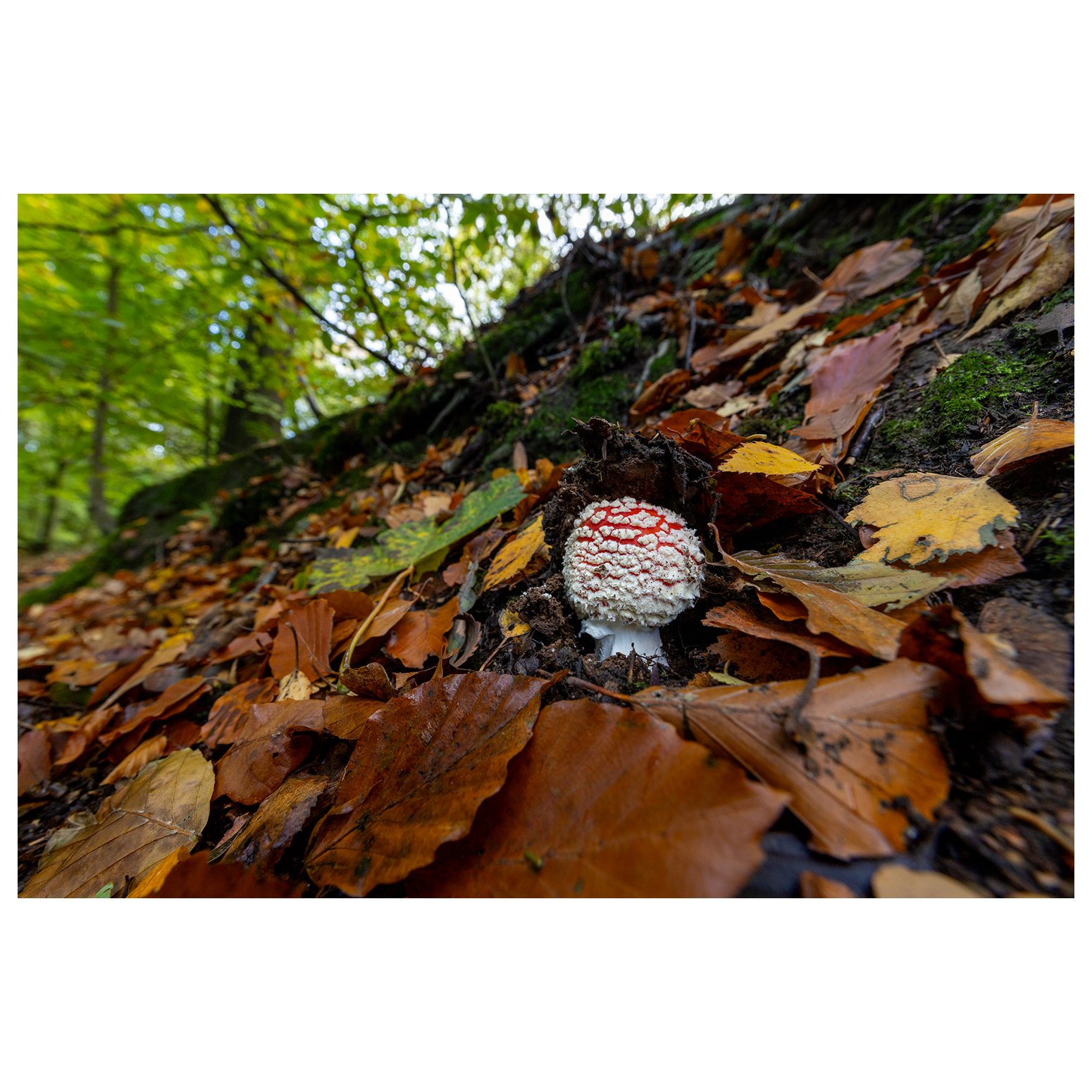 Fly agaric mushroom emergence on the Chevin.