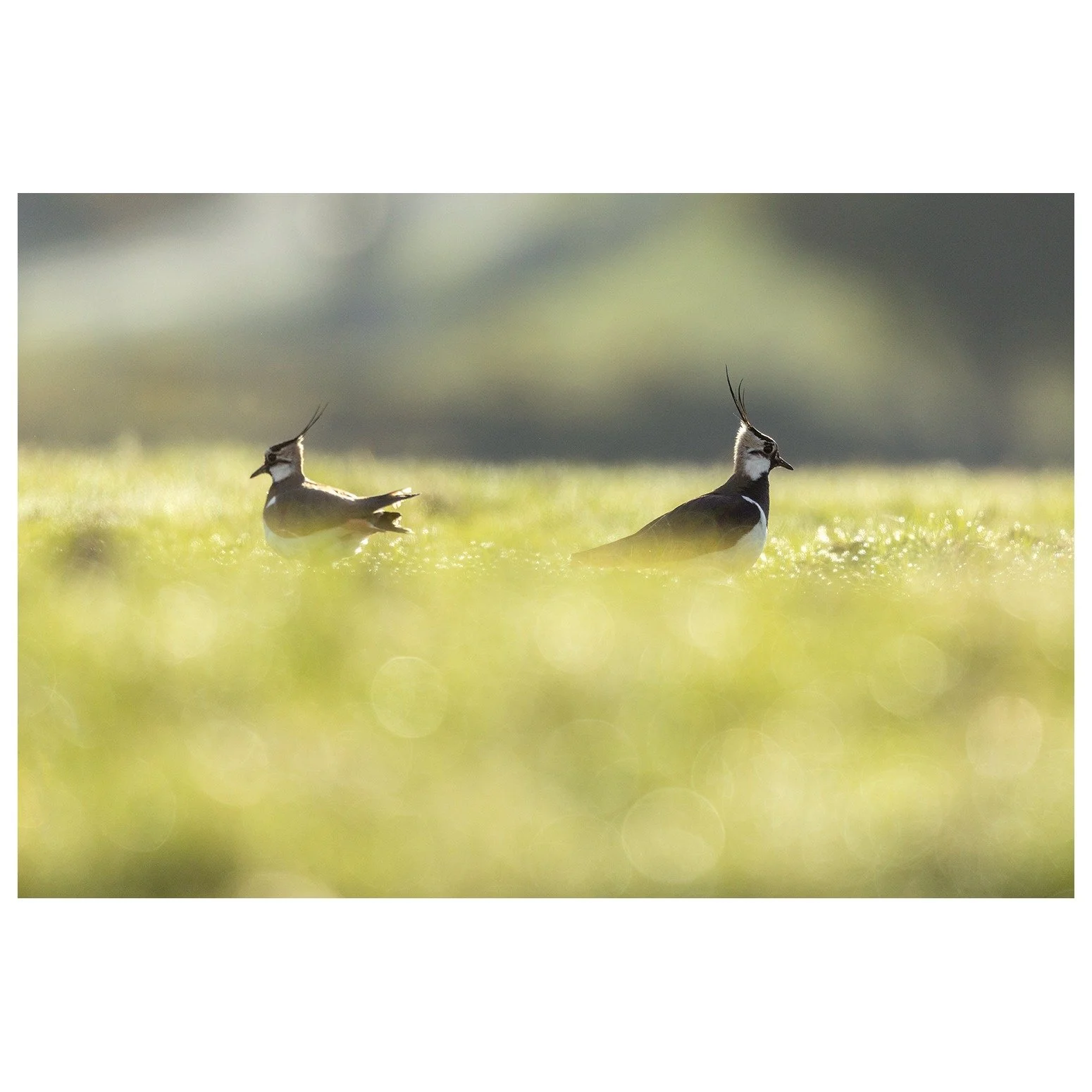 Pair of lapwing post mating. 14th April 2025, 1/3200 f5.6 ISO 800