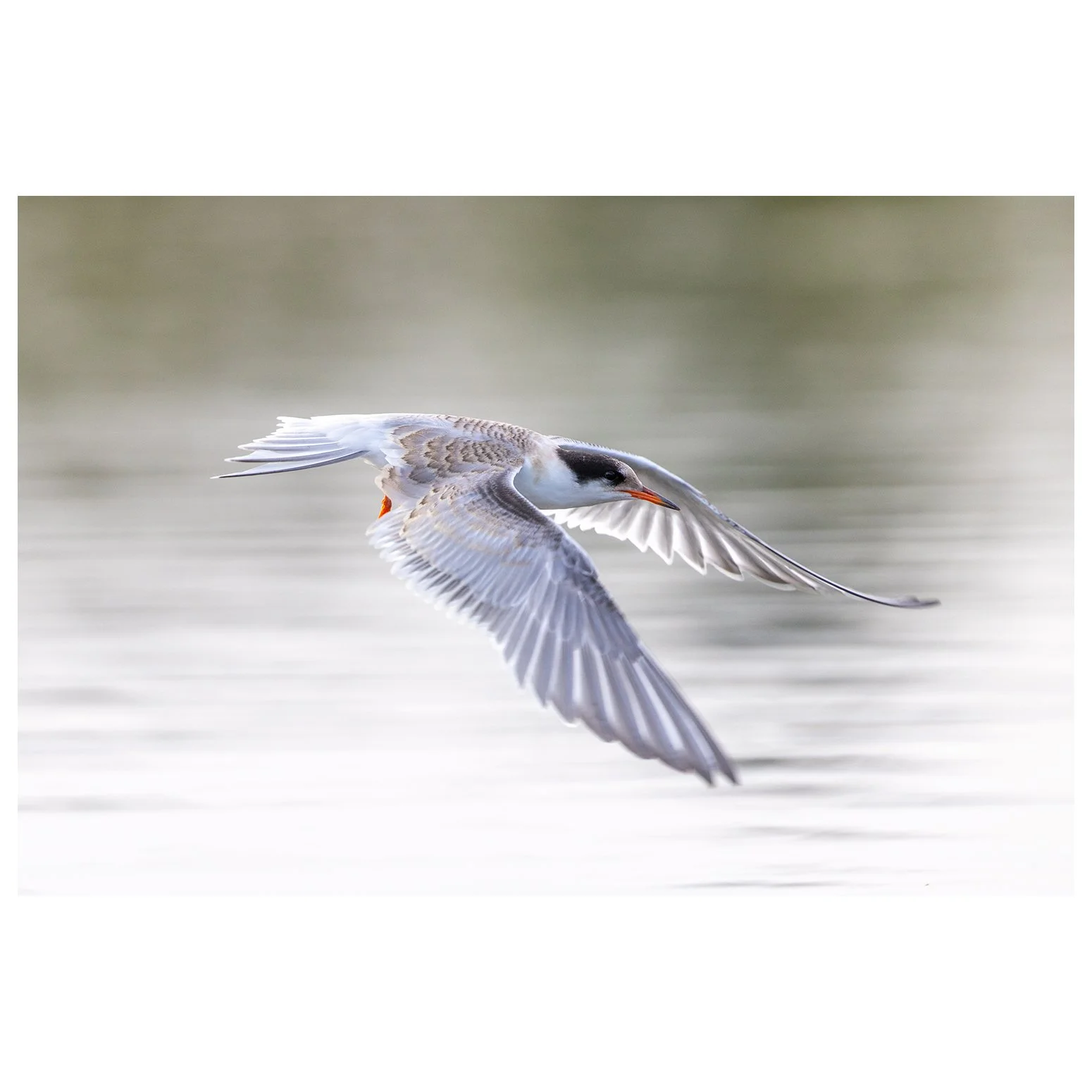 There are a surprisng number of species we often associate with the coast that breed inland, just like these  Common Terns in London during my August visit this year.  I got a little obsessed with these guys and hope I can return for bigger brighter 
