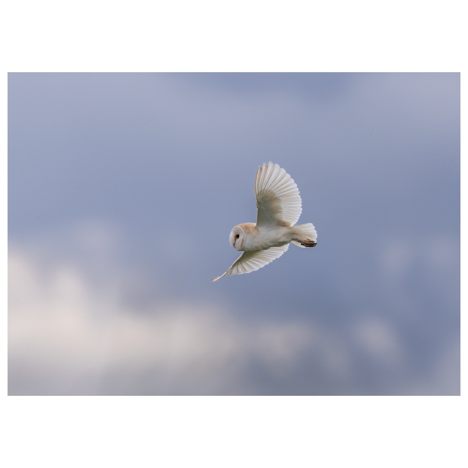 Barn Owl encounter while looking for Puffins, Yorkshire Coast July 2025. 
1/3200 f4 ISO  320