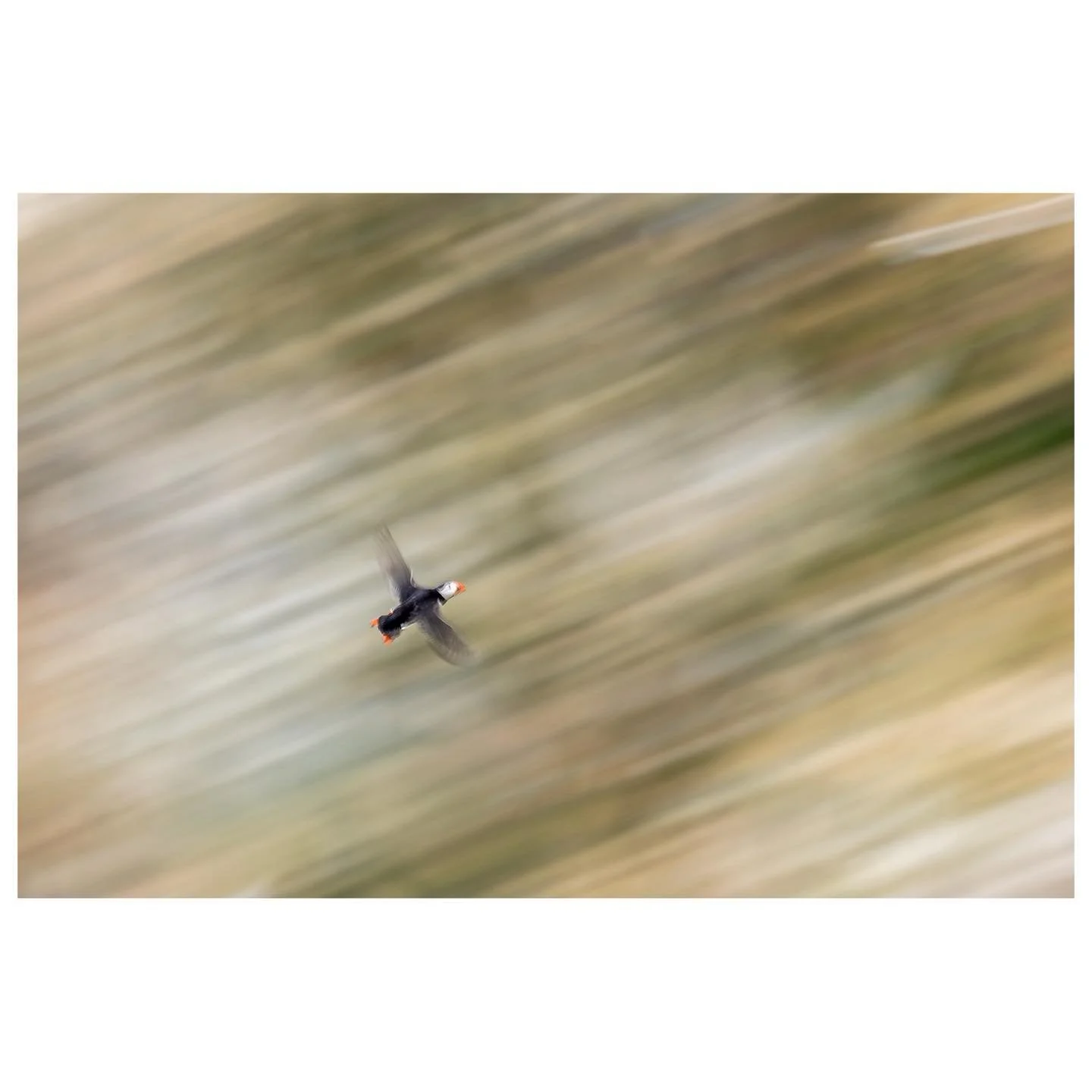 Grey day? The perfect time to experiment with slow shutter speeds (you&rsquo;ll have to wait a few months for the puffins though!)

1/15 f5.6 iso 100

The idea behind panning is that you move the camera at the same speed as your subject and anything 