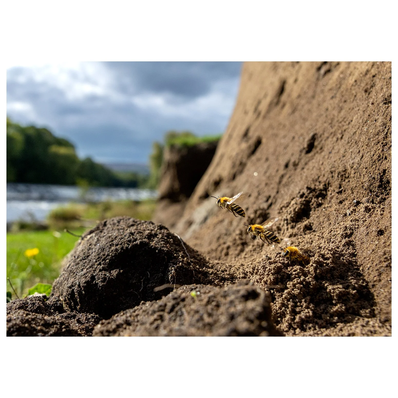 Did you know that in 2016 a new species of bee was recorded in Yorkshire for the first time? I've just submitted 1 of 2 articles to Wharfedale Naturalists Society Annual Review, but you can get a sneak peek on my blog here https://www.walkingphotogra