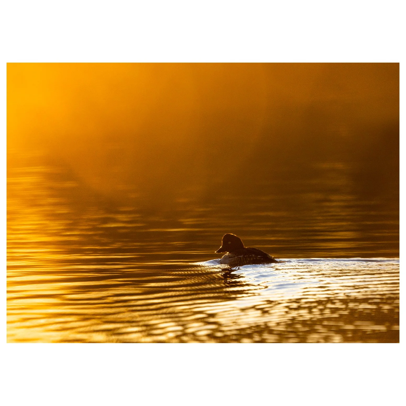 May your 2026 be Golden.

Happy NYE folks. Thanks so much for all the wonderful support this year, it's been incredible and inspiring! 🙌