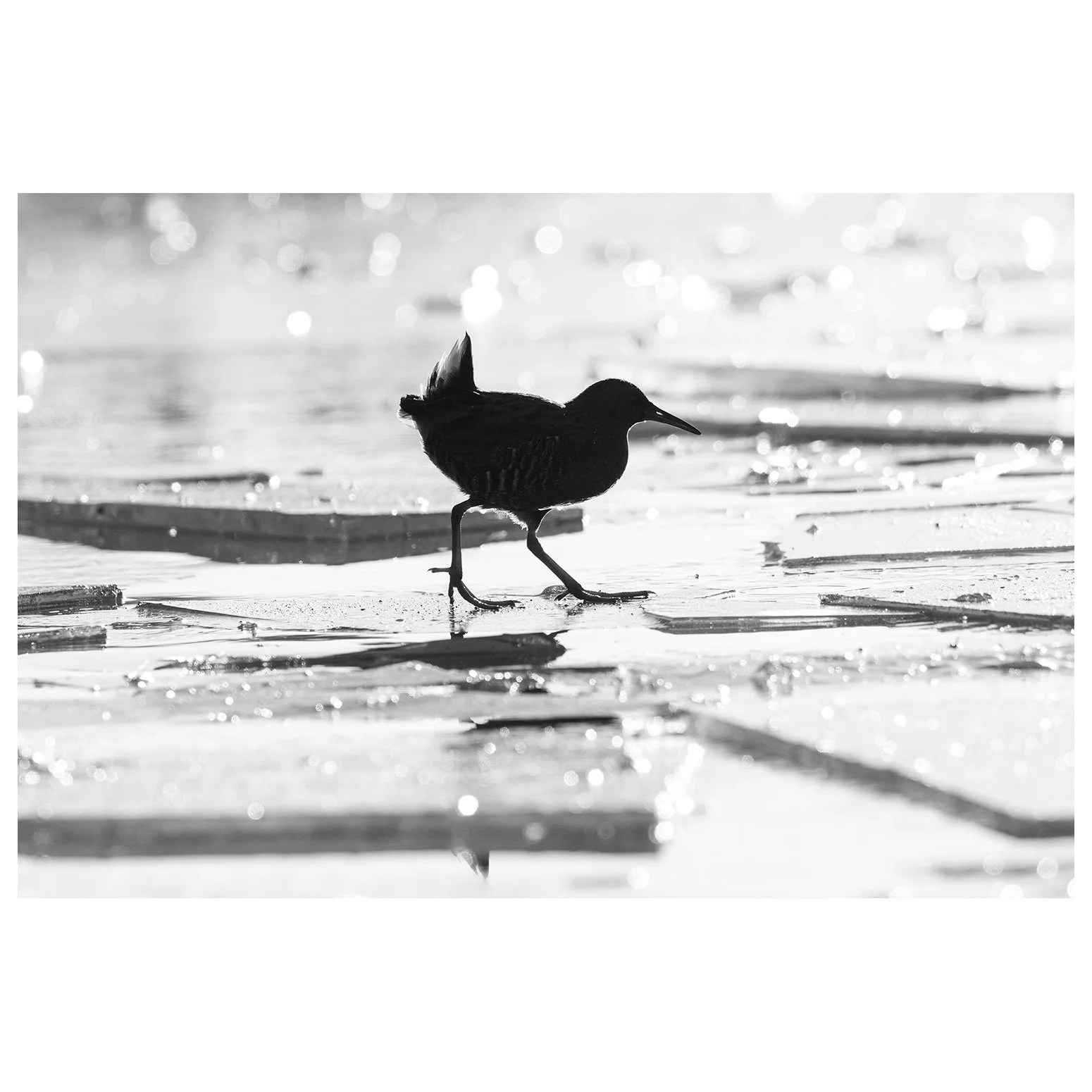 Really excited to be invited back to the wonderful Silsden Photography Group tonight. I'll be talking wildlife photography, ahead of their upcoming natural history competition. Timely, as I just found out this Water Rail photo from last January has m