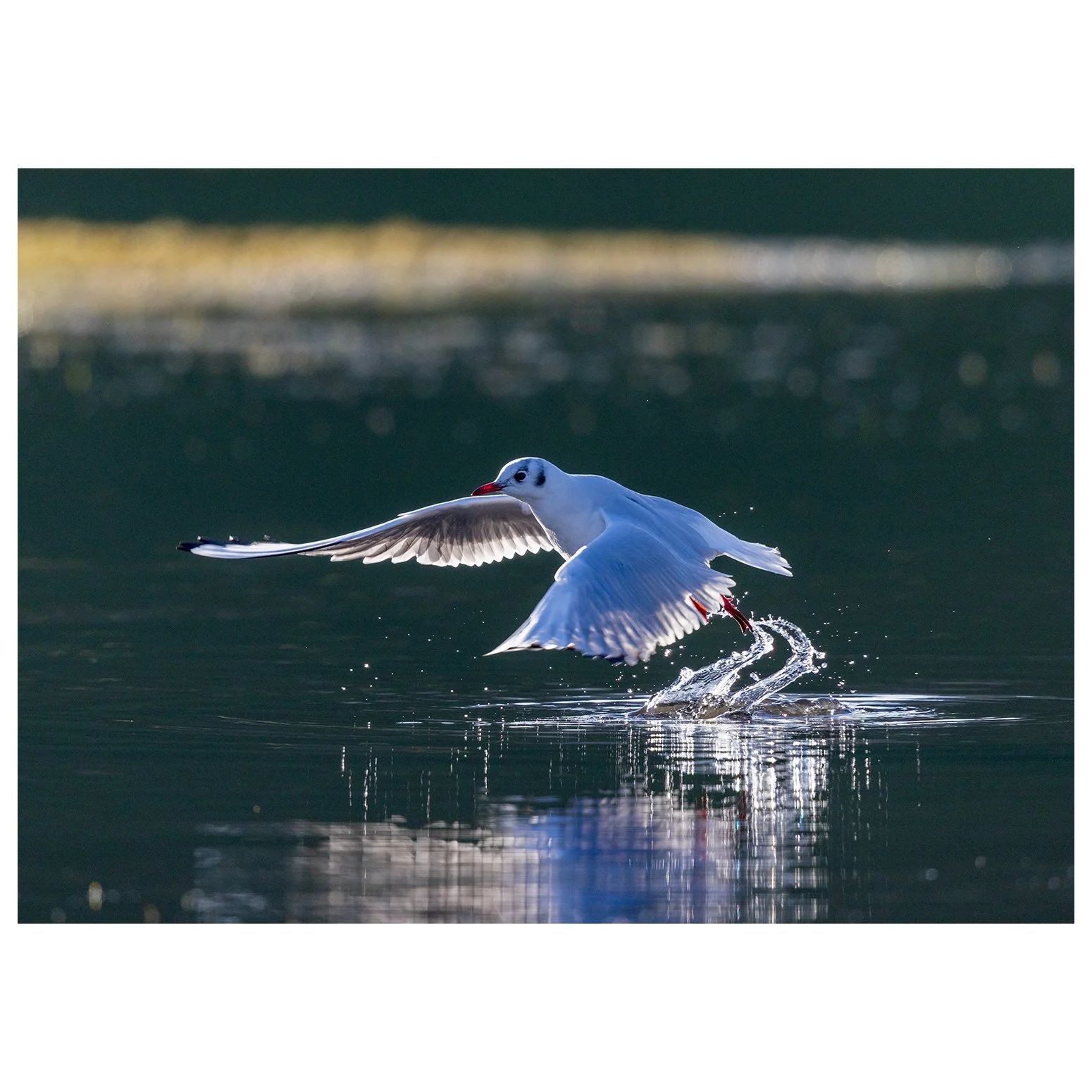 Wonderful to help a visitor who travelled down from Inverness this Friday! 
We mostly explored editing workflows and Lightroom but we did manage to get out for a short time to enjoy the sunshine and even caught sight of a kestrel swallowing a vole be