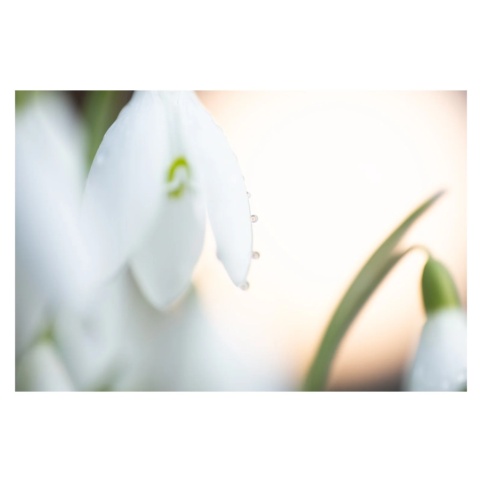 A few highlights from Sunday's snowdrop photo walk...