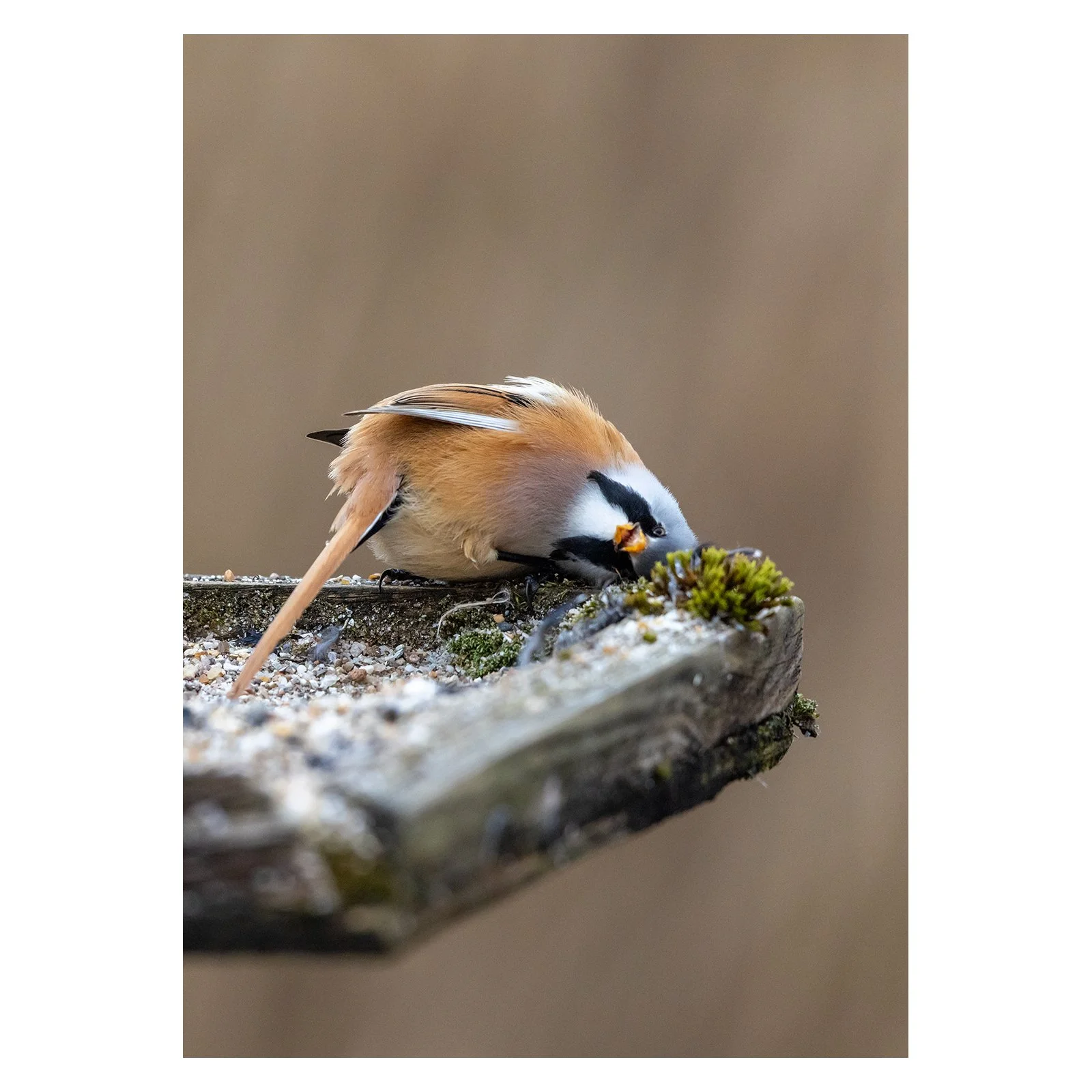 Caption ideas? 

Bearded Reedling and/or Bearded Tit -  1/1600  f5.6  ISO 4000