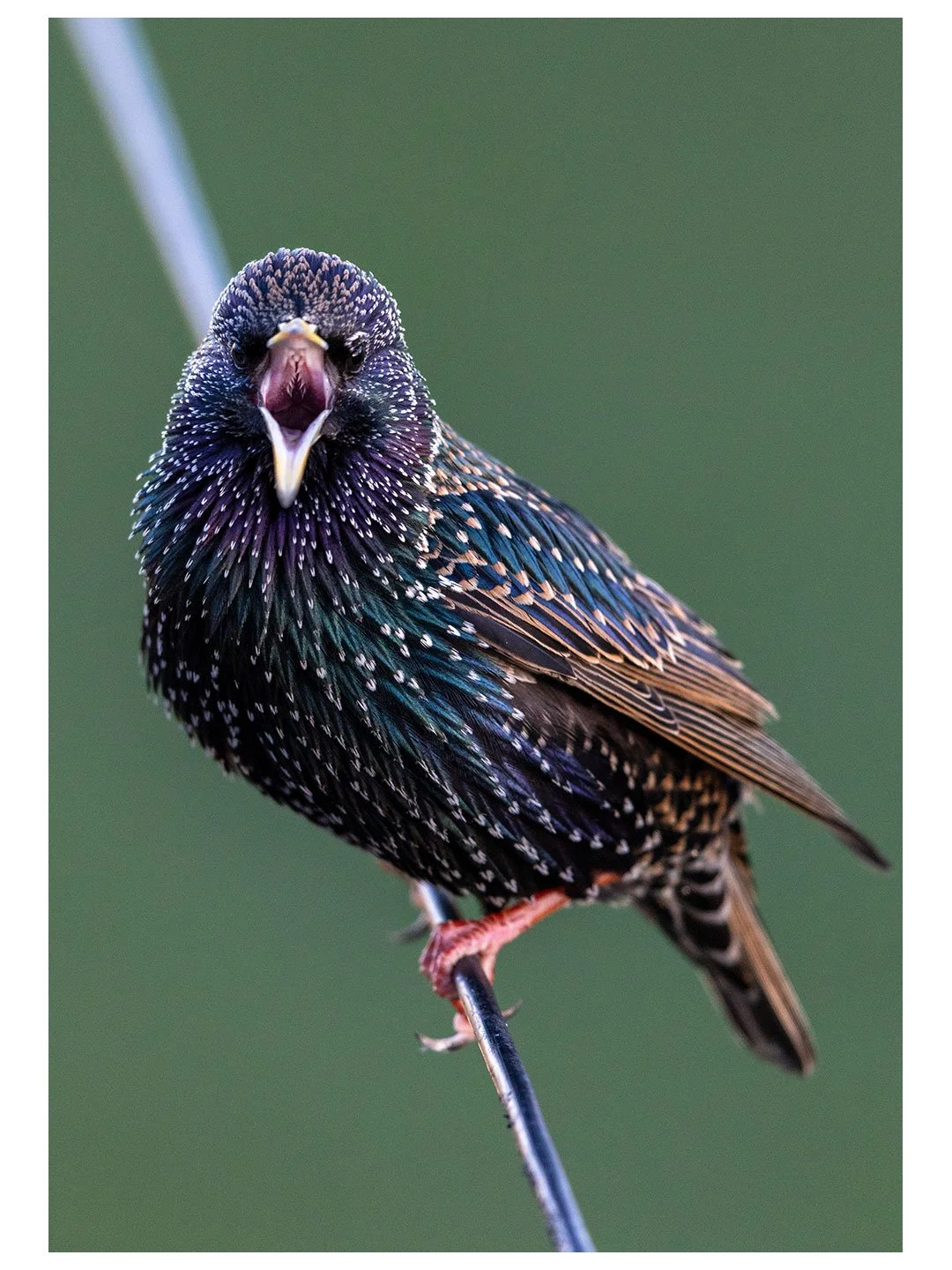Ever stared down the throat of a Starling?