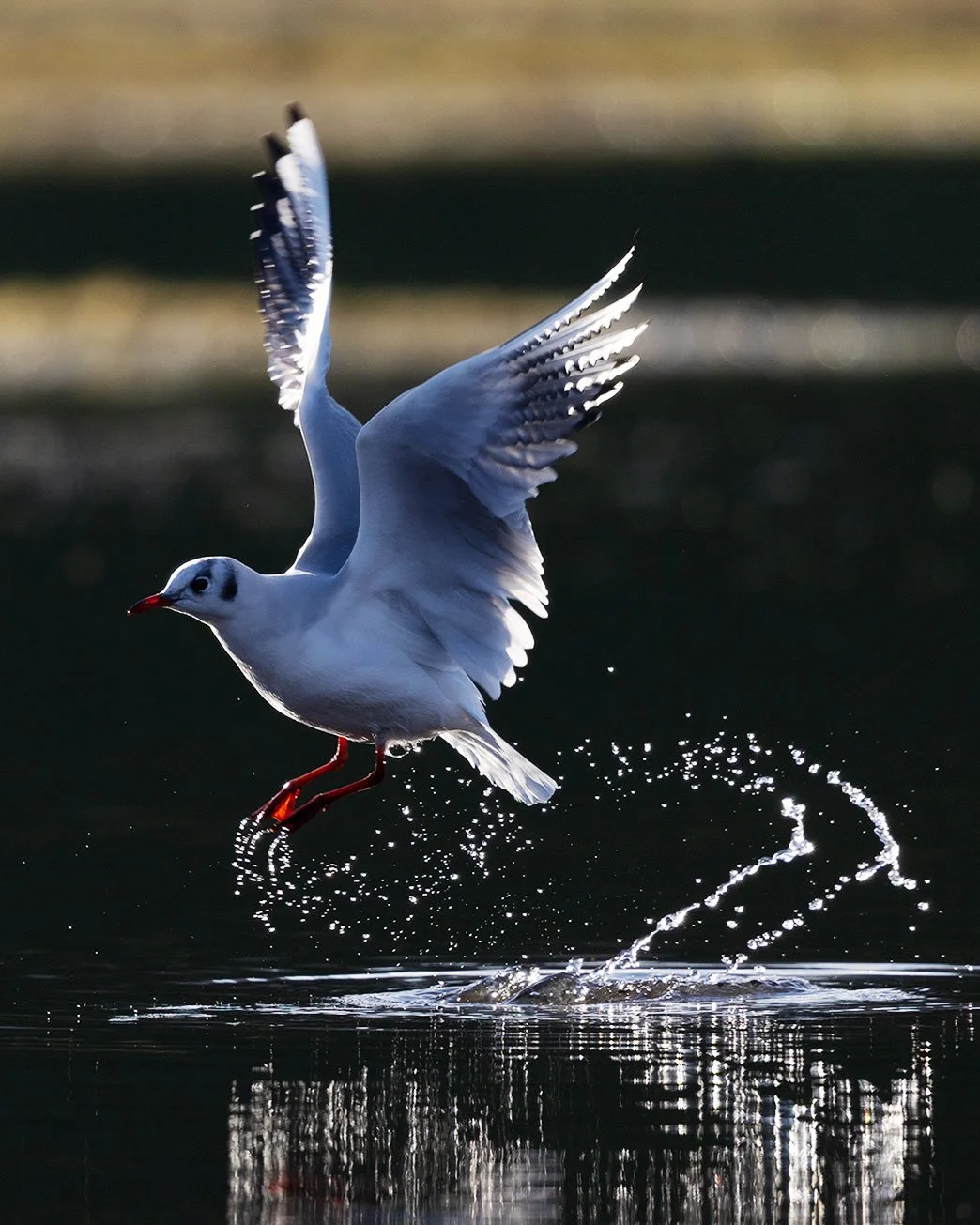 Black-headed gulls are one of my favourite birds to photograph. They exhibit a variety of behaviours including kleptoparasitism (easy for you to spell!) and are commonly accessible, throughout the year! A great subject, not just practice with, but bu