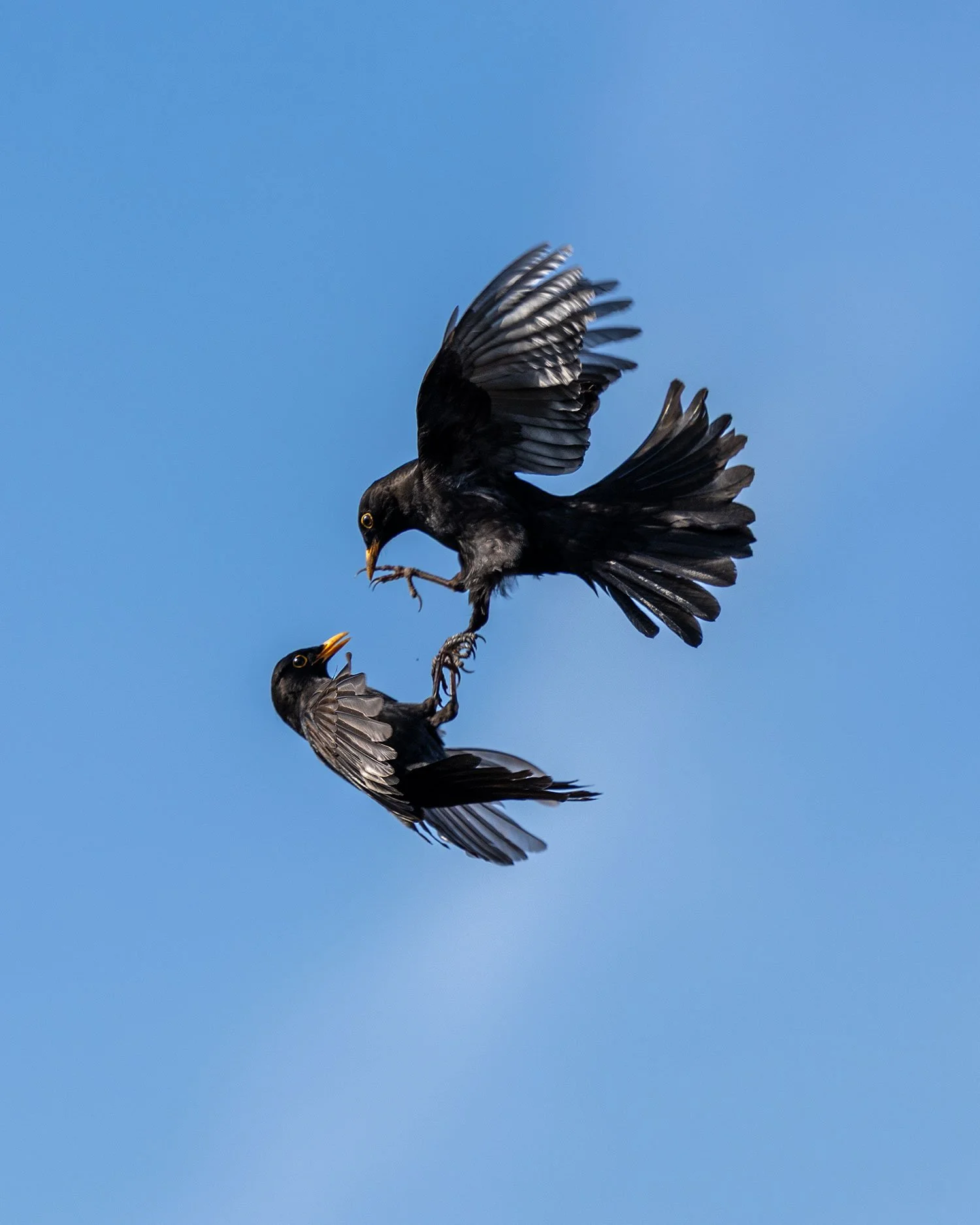 Angry birds.

1/4000  f3.2  ISO 125

With nesting season upon us, it's a great time to catch birds acting more flirty, dirty and/or  sparking all out warfare in a park or garden near you!