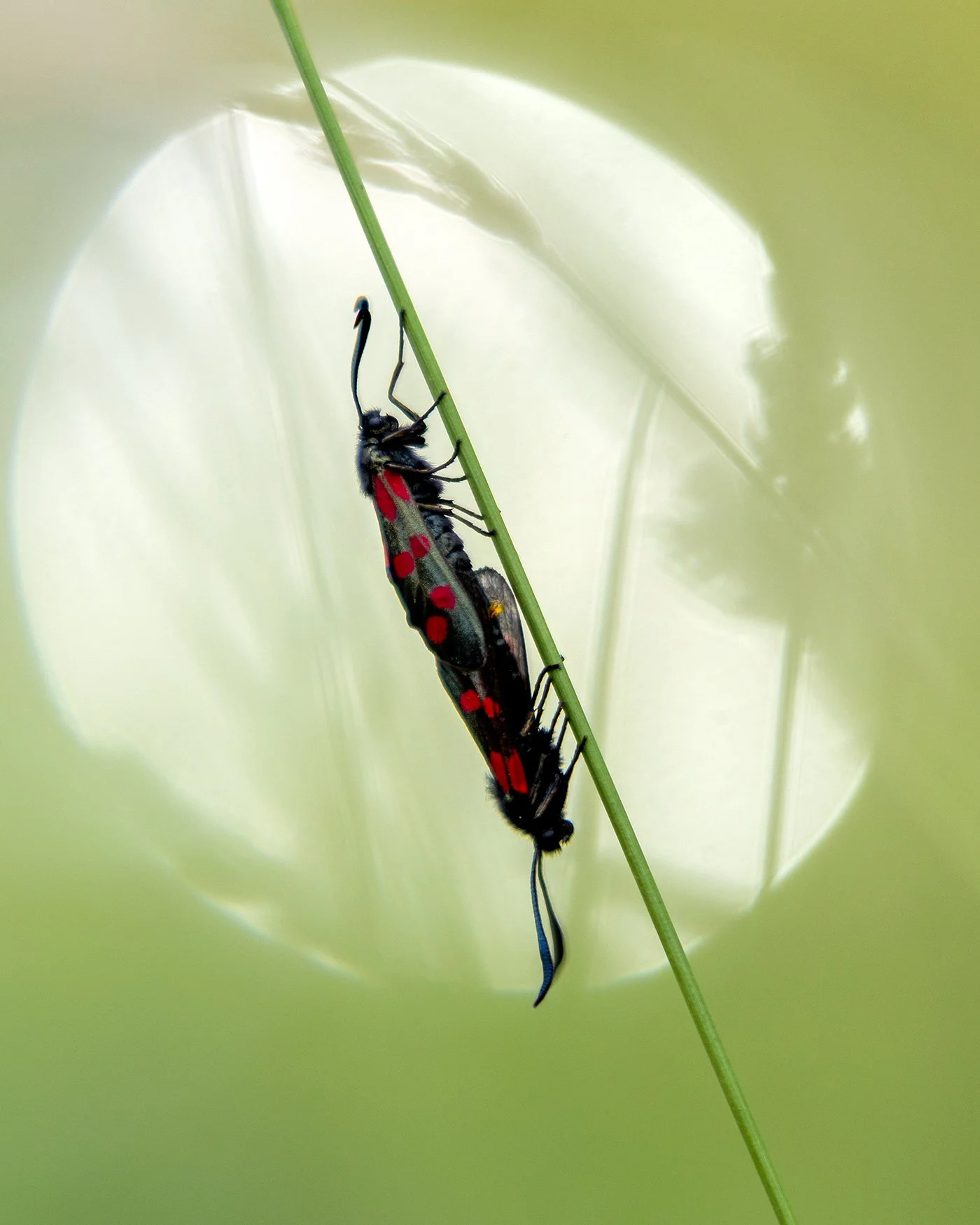 Revisited some photos from last summer. Every year I make time to photograph our local burnet moths, they're  stunning and I'm looking forward to seeing them again this summer!