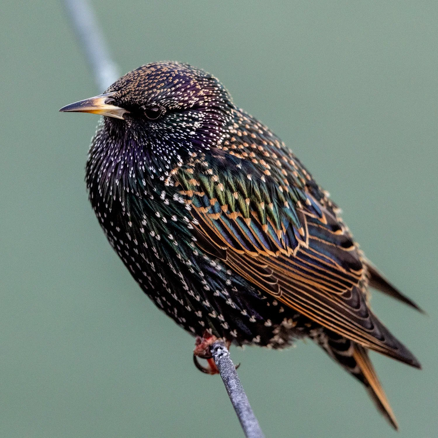 Seeing eye to eye with a starling...