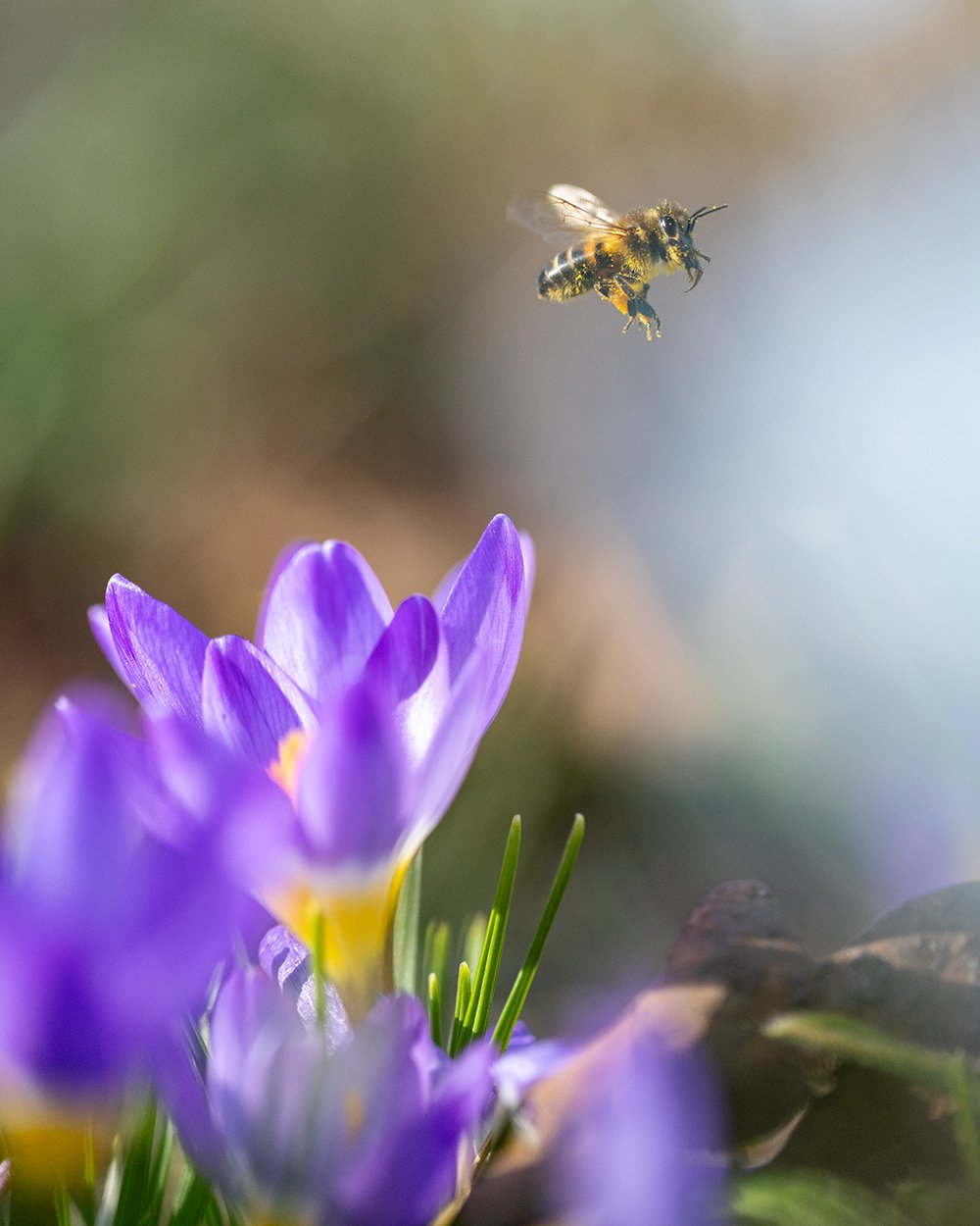 Beautiful to see some bees out and about in the village yesterday.
