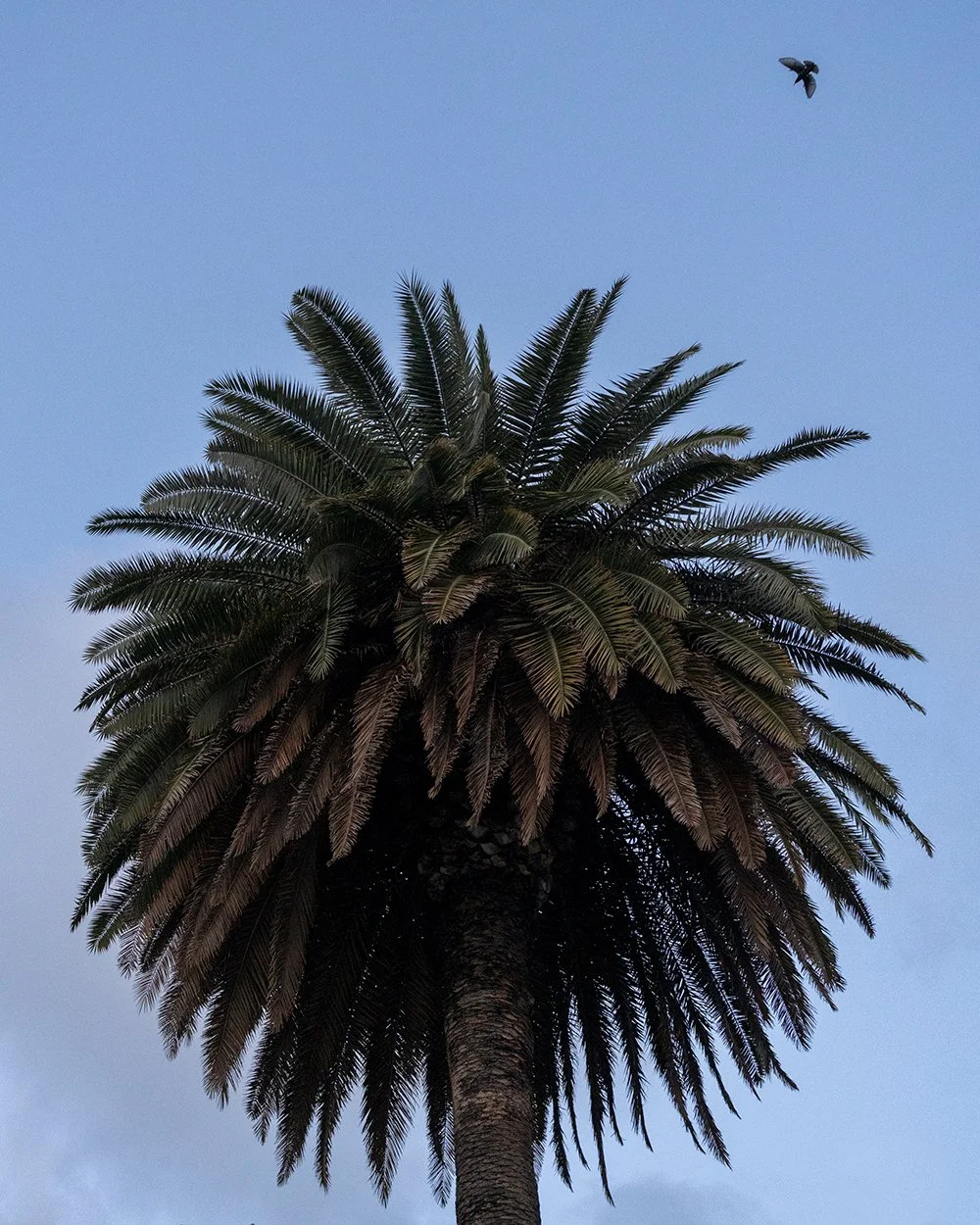 Starlings of Rome. Feb 2026.