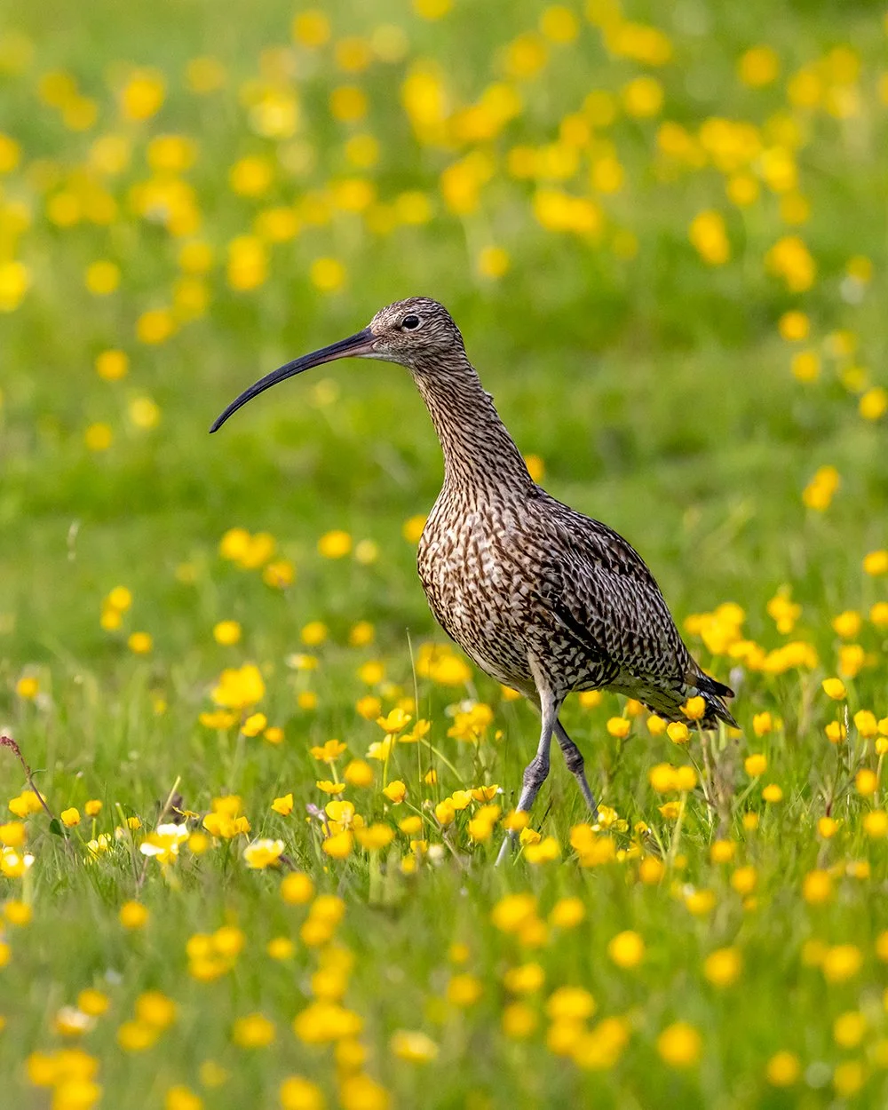 Delighted to have contributed another cover image along with two articles and a handful of images in this year's Wharfedale Naturalists Society annual review.