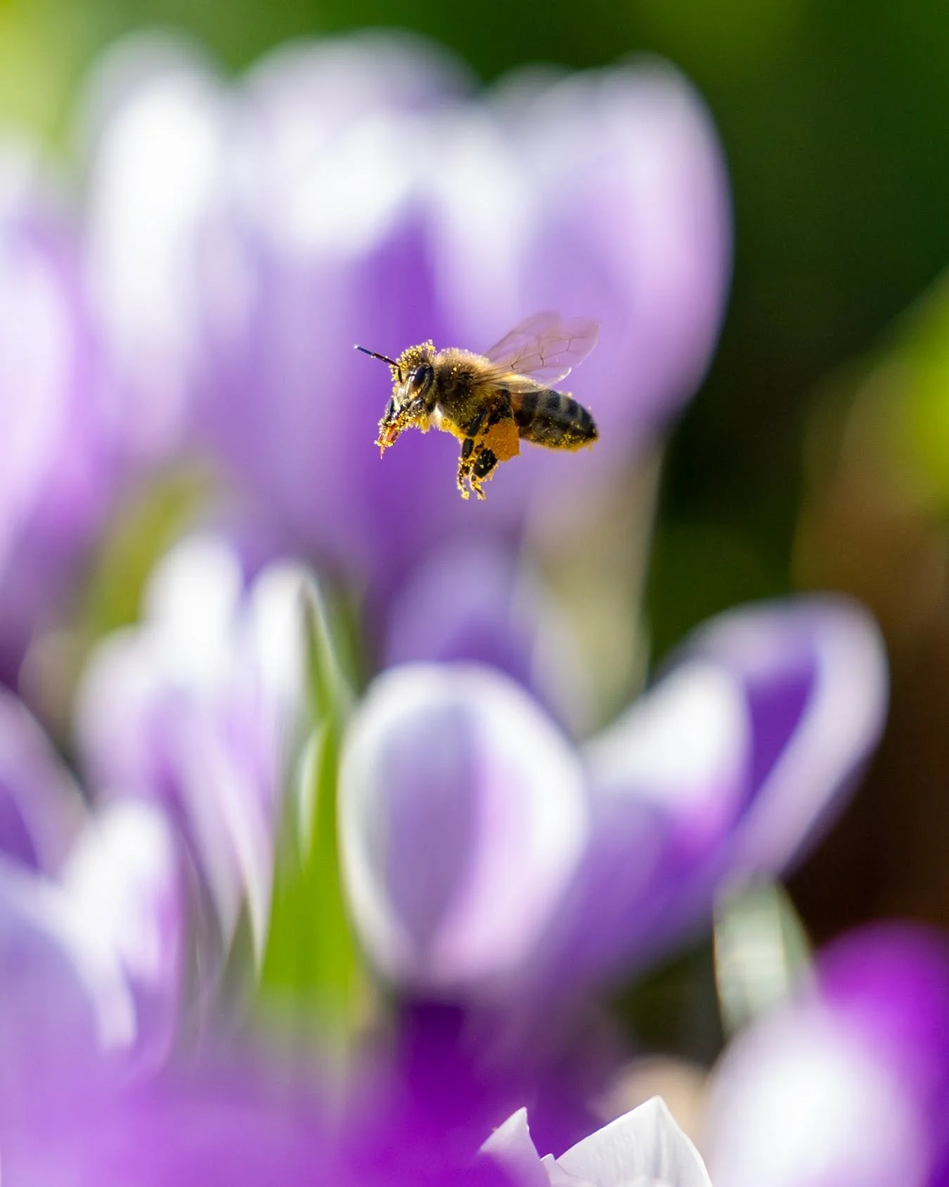 Who's enjoying the return of our bees?! I can't get enough of them!  Just look at that the crocus pollen on that honey bee.

I always love the challenge of insects in flight. See the 2nd image for camera settings.